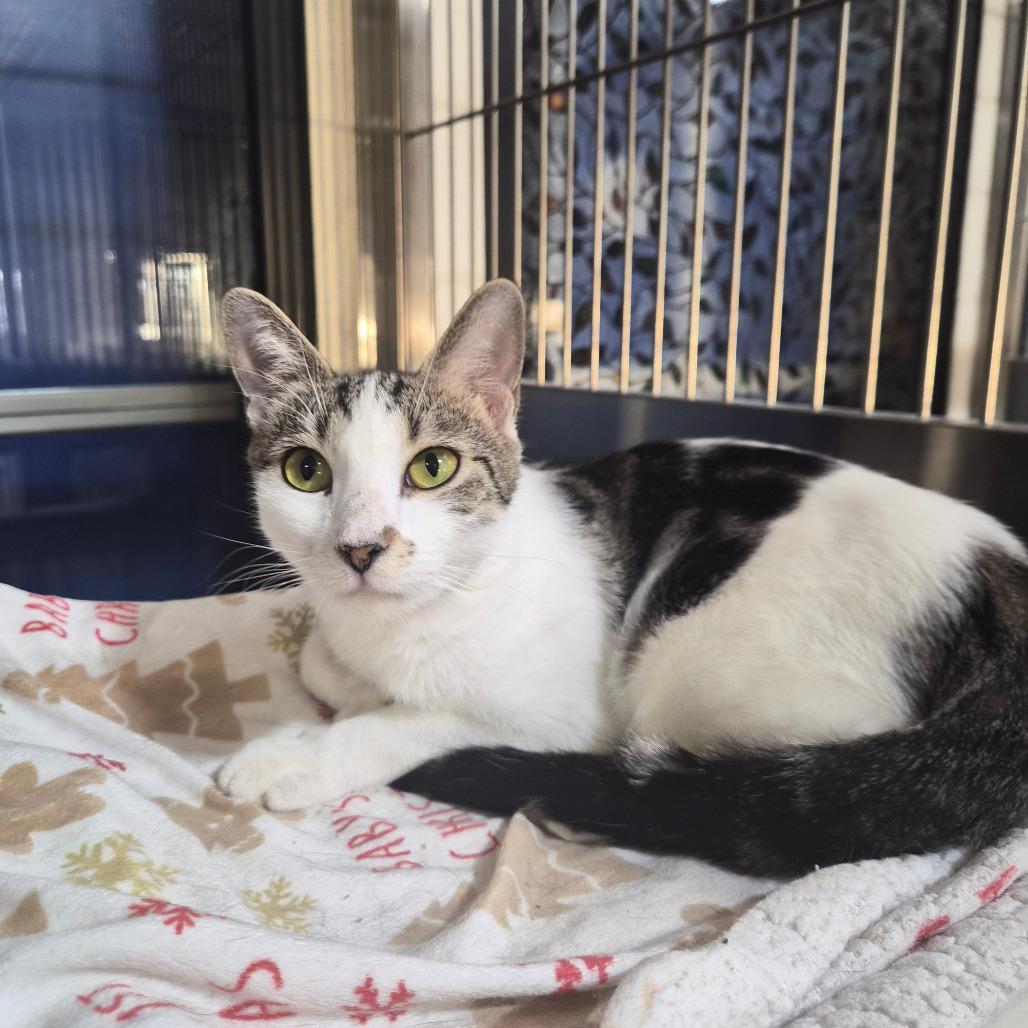 Enlarge Costco, a Adoptable Domestic Short Hair in Riverside, CA image 4/6