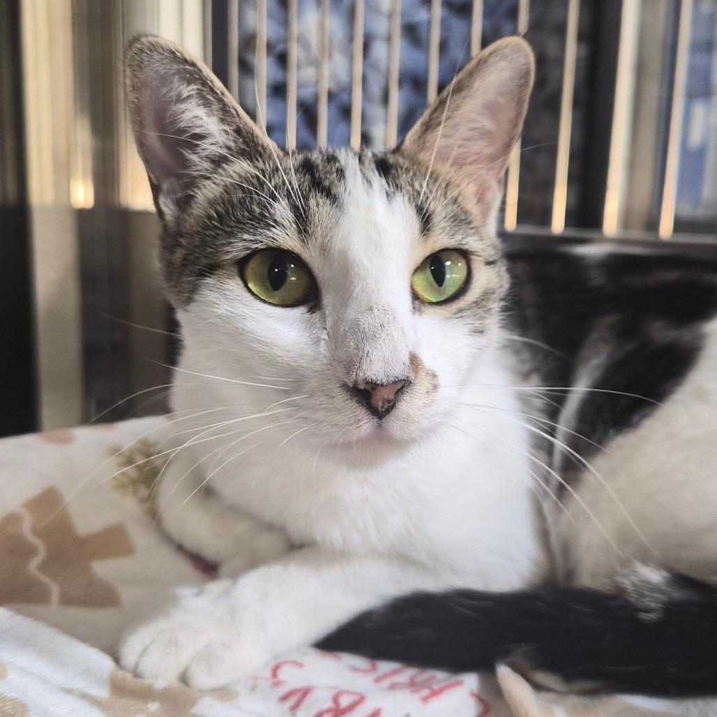 Enlarge Costco, a Adoptable Domestic Short Hair in Riverside, CA image 6/6