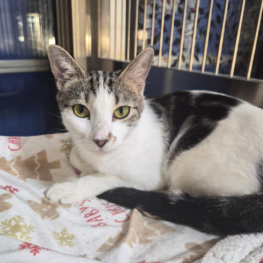 Enlarge Costco, a Adoptable Domestic Short Hair in Riverside, CA image 5/6