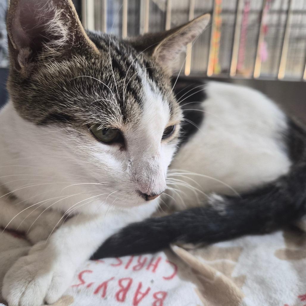 Enlarge Costco, a Adoptable Domestic Short Hair in Riverside, CA image 4/6