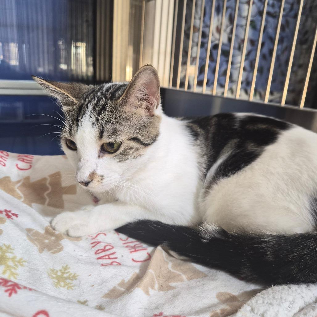 Enlarge Costco, a Adoptable Domestic Short Hair in Riverside, CA image 6/6