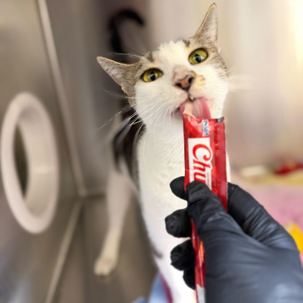 Enlarge Costco, a Adoptable Domestic Short Hair in Riverside, CA image 5/6
