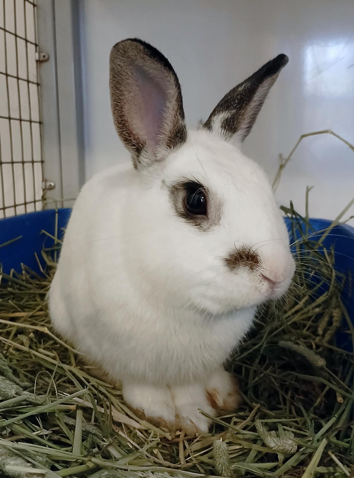 Enlarge Mr. Patterson, an adopted mixed breed in Chicago, IL image 1/1