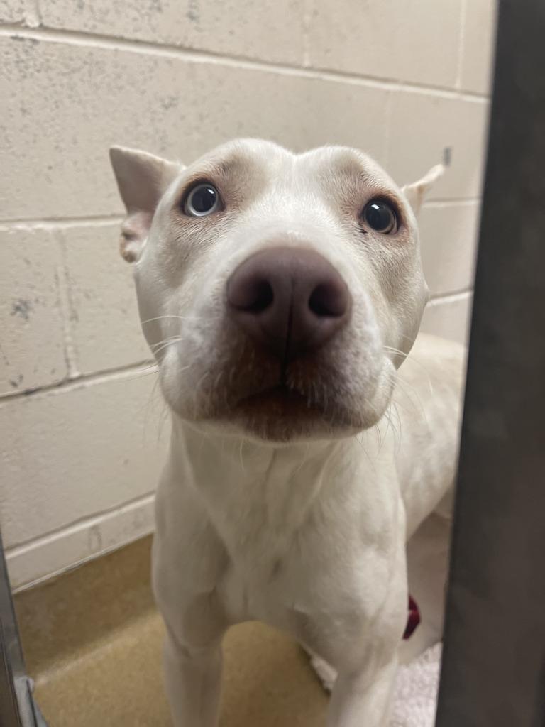 Enlarge Martha, a Adoptable Mixed Breed in Grand Forks, ND image 2/3