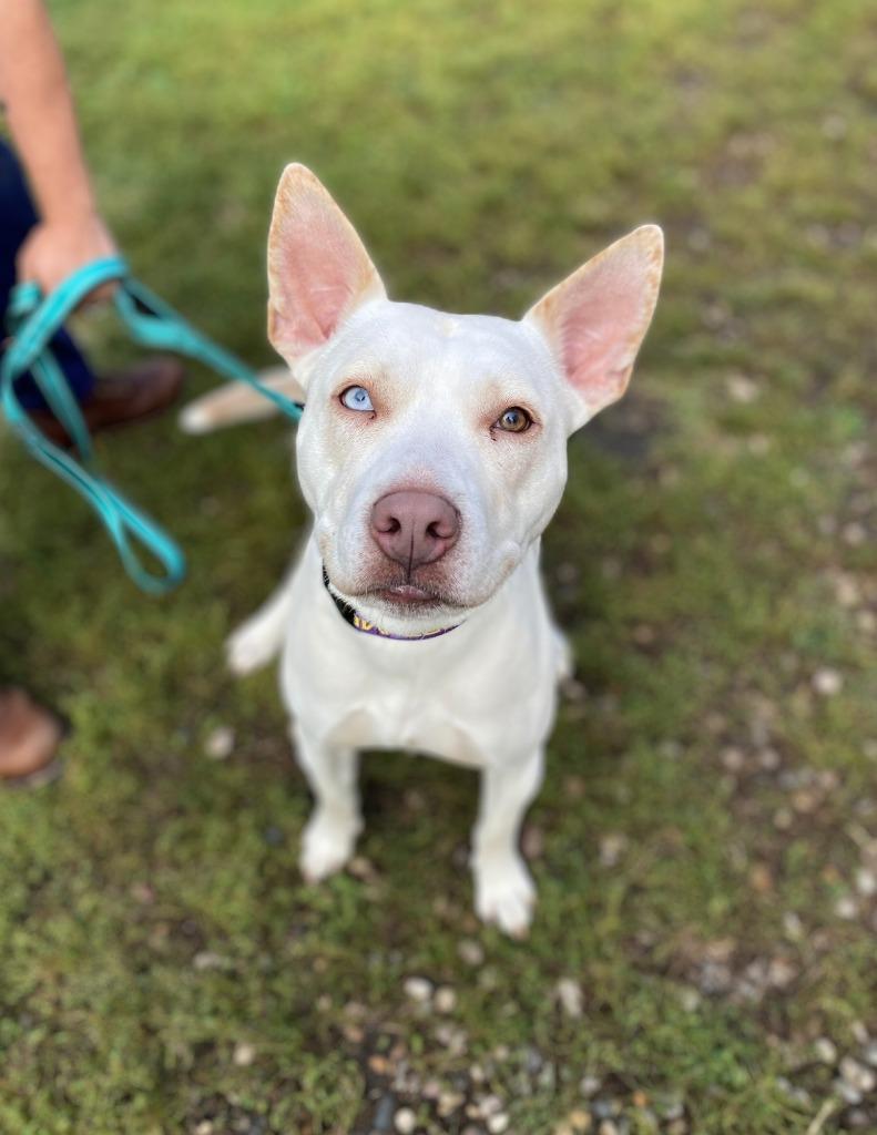 Enlarge Martha, a Adoptable Mixed Breed in Grand Forks, ND image 3/3
