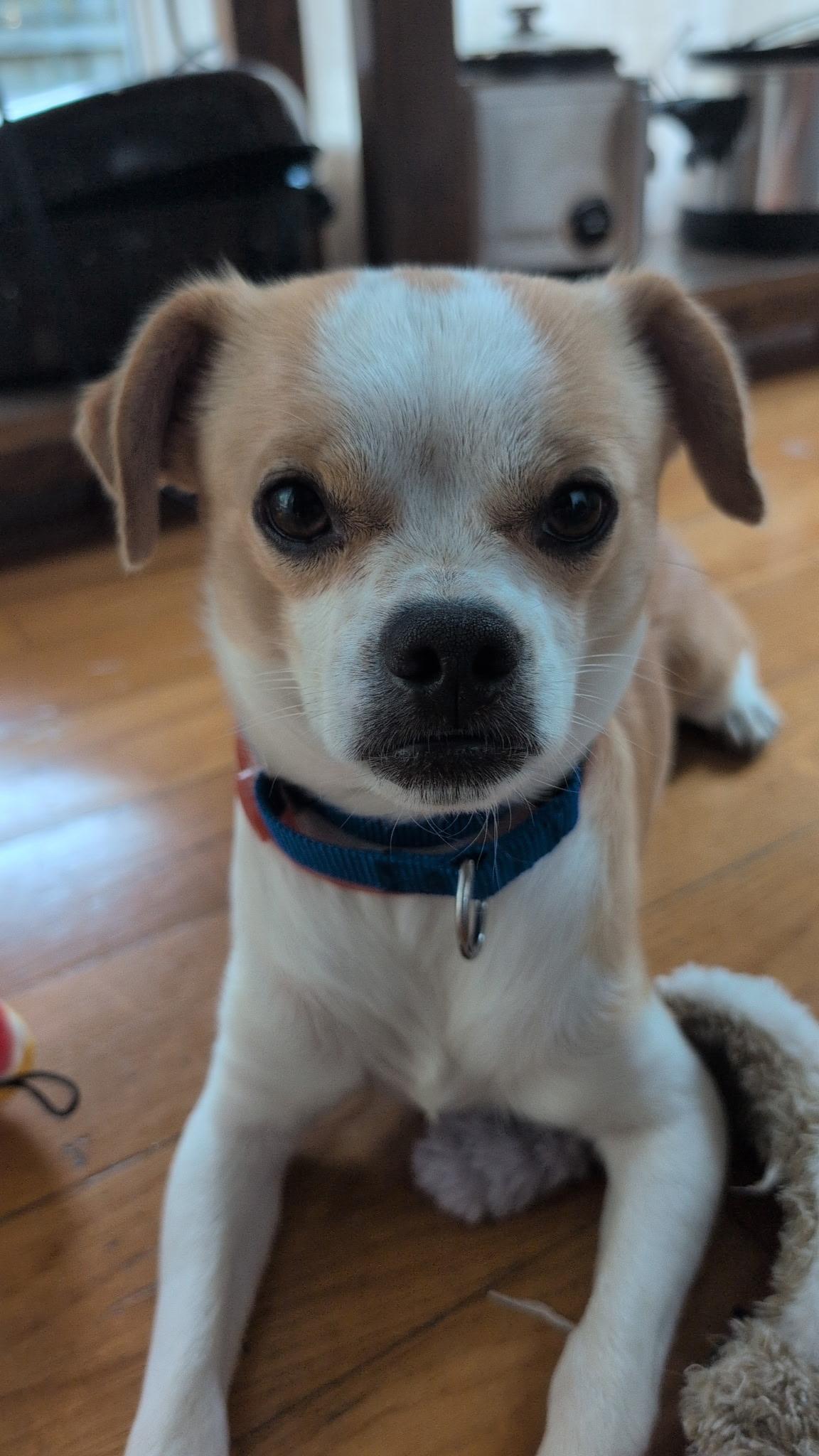 Benny, Young Male Chihuahua