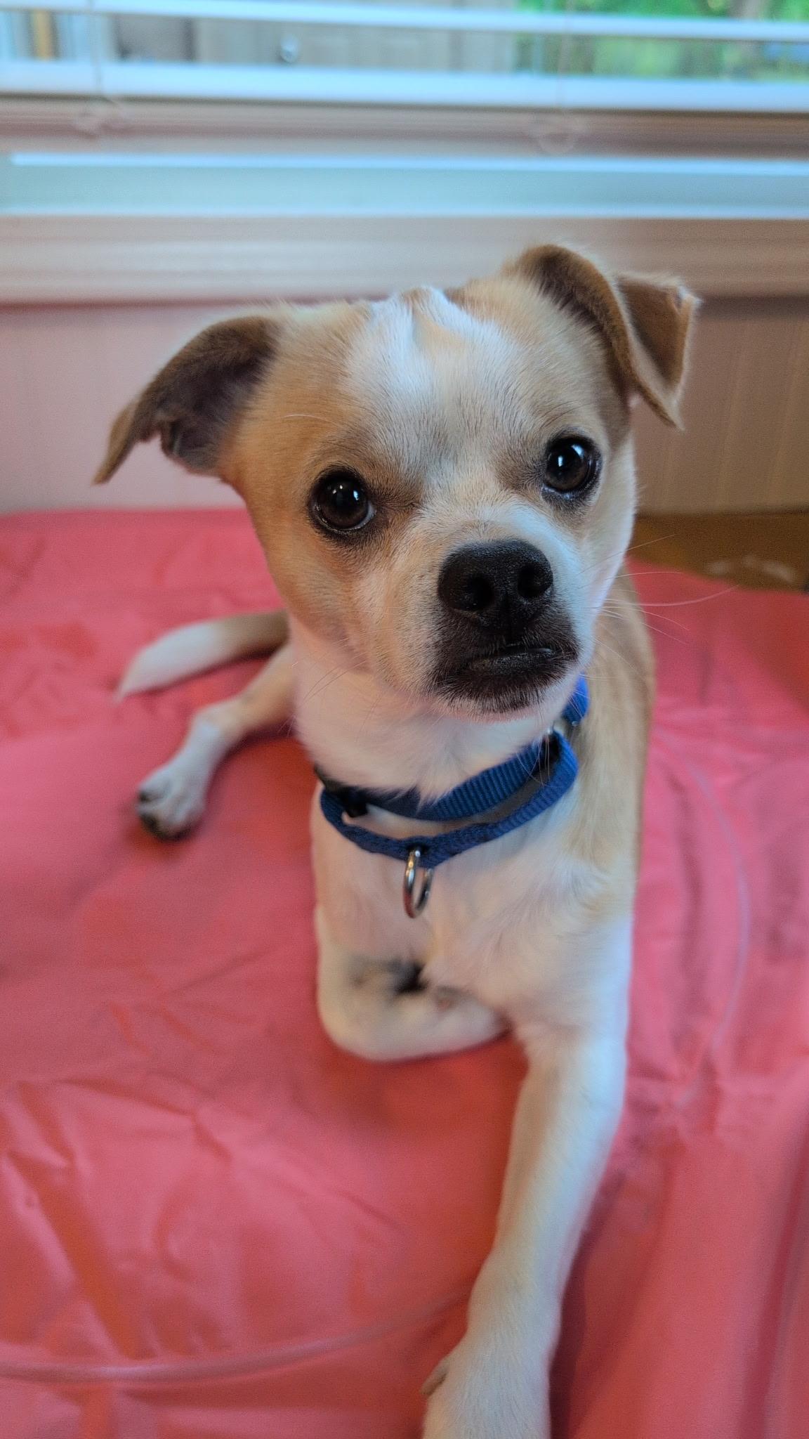 Benny photo 4