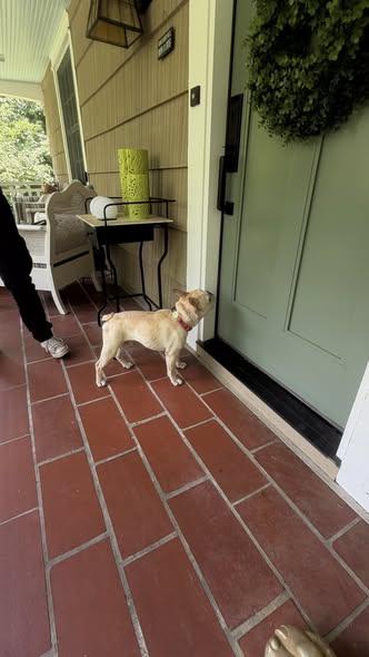Pierre, an adopted French Bulldog in Knoxville, TN image 2/4
