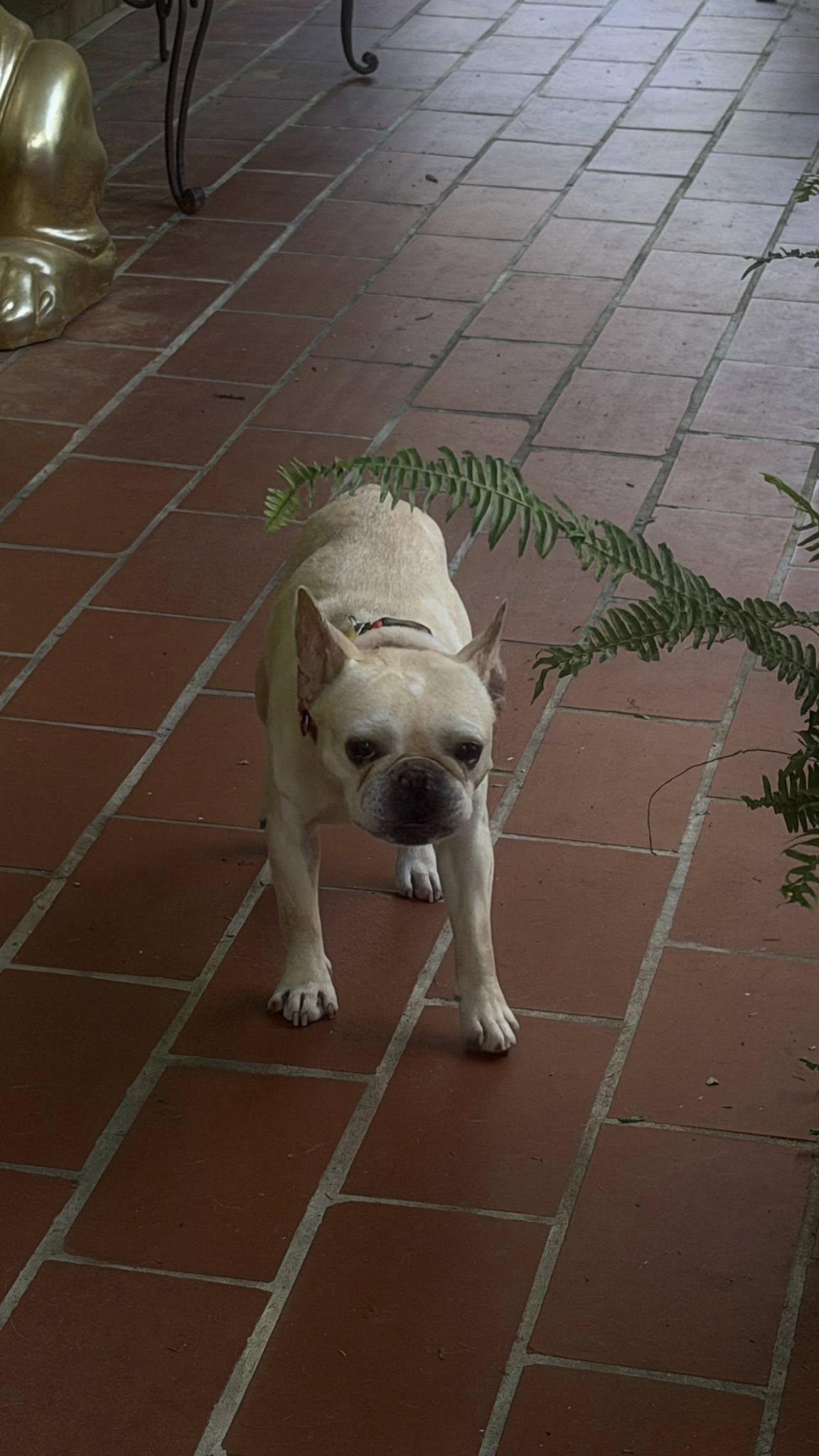 Pierre, an adopted French Bulldog in Knoxville, TN image 4/4