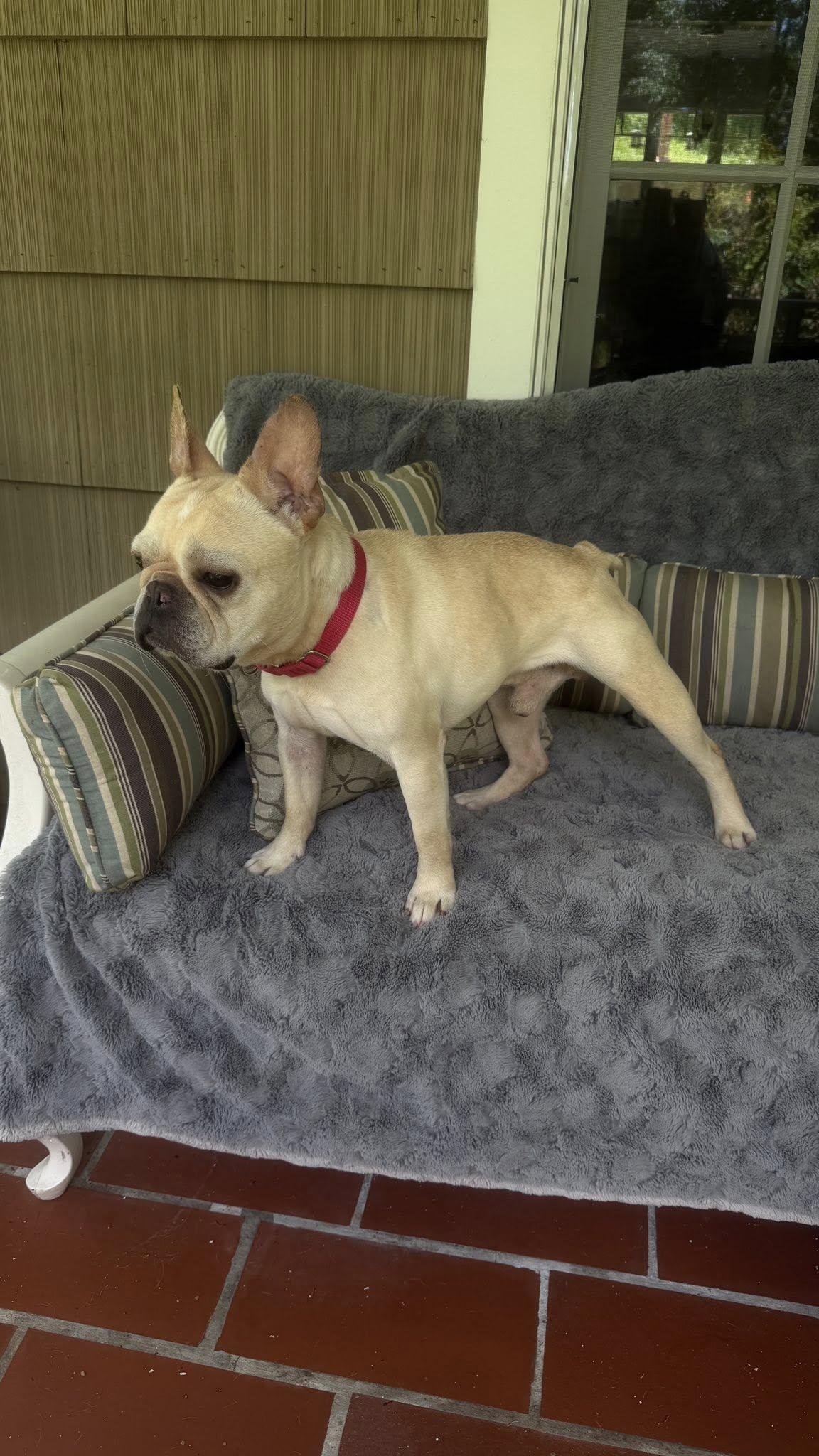 Pierre, an adopted French Bulldog in Knoxville, TN image 3/4