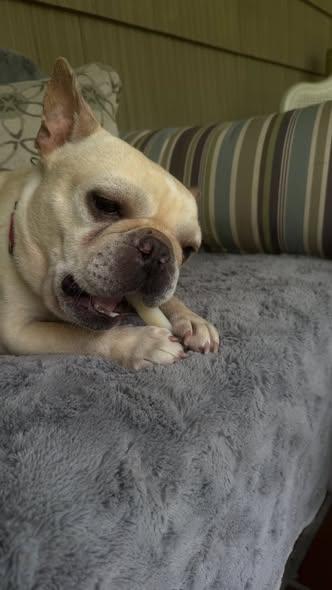 Pierre, adopted, Adult Male French Bulldog.