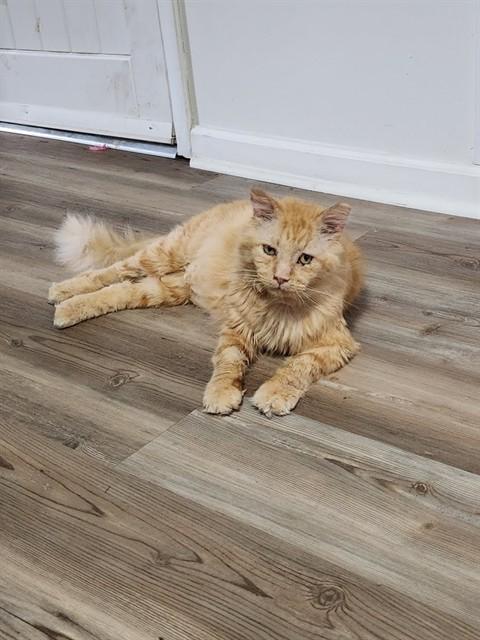 CYRIL, a Adoptable Domestic Long Hair in Raleigh, NC image 1/3