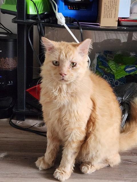 CYRIL, a Adoptable Domestic Long Hair in Raleigh, NC image 2/3