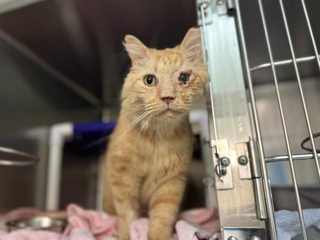 CYRIL, a Adoptable Domestic Long Hair in Raleigh, NC image 3/3
