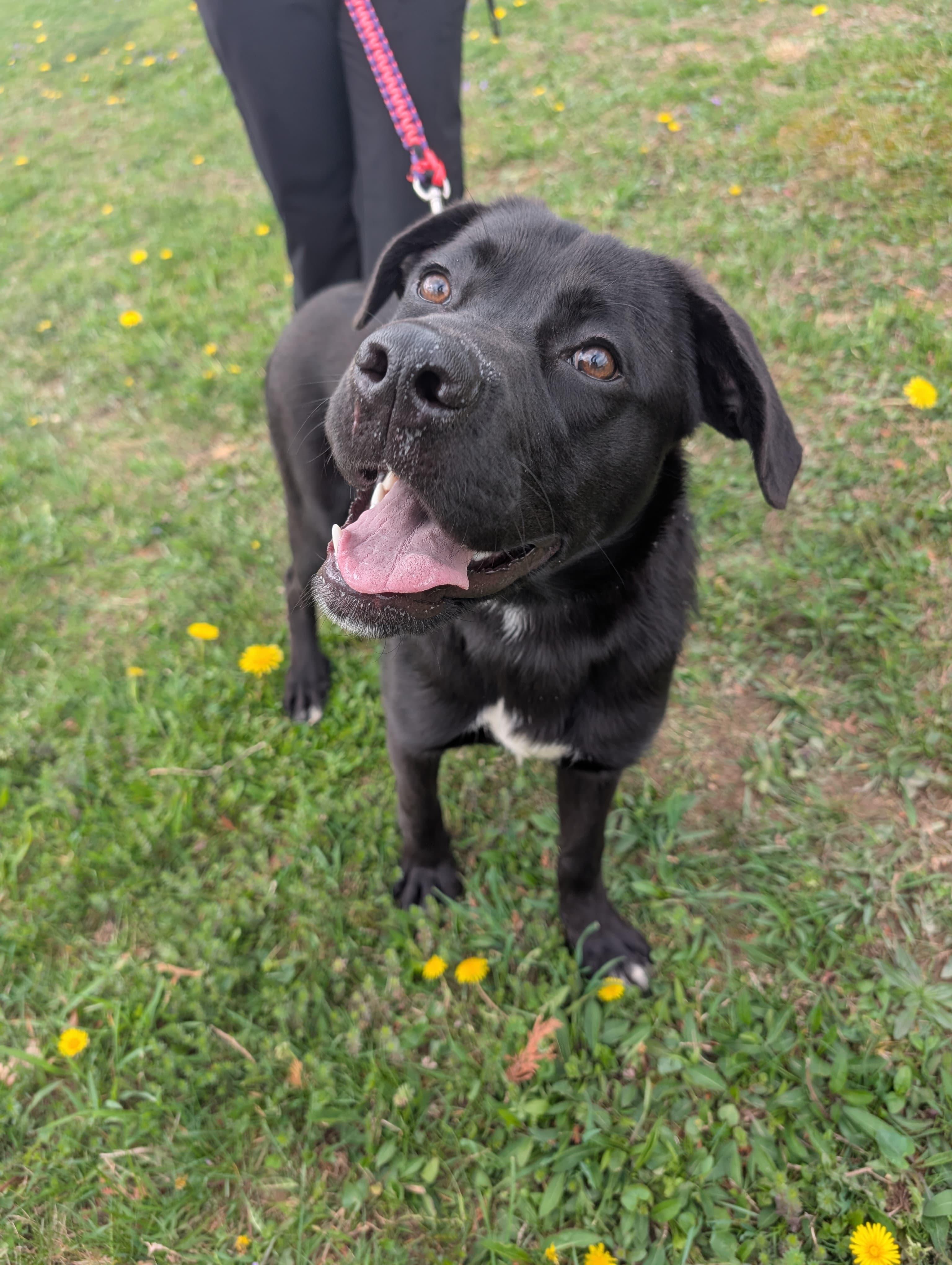 Enlarge Patella, an adopted mixed breed in Renfrew, PA image 3/5