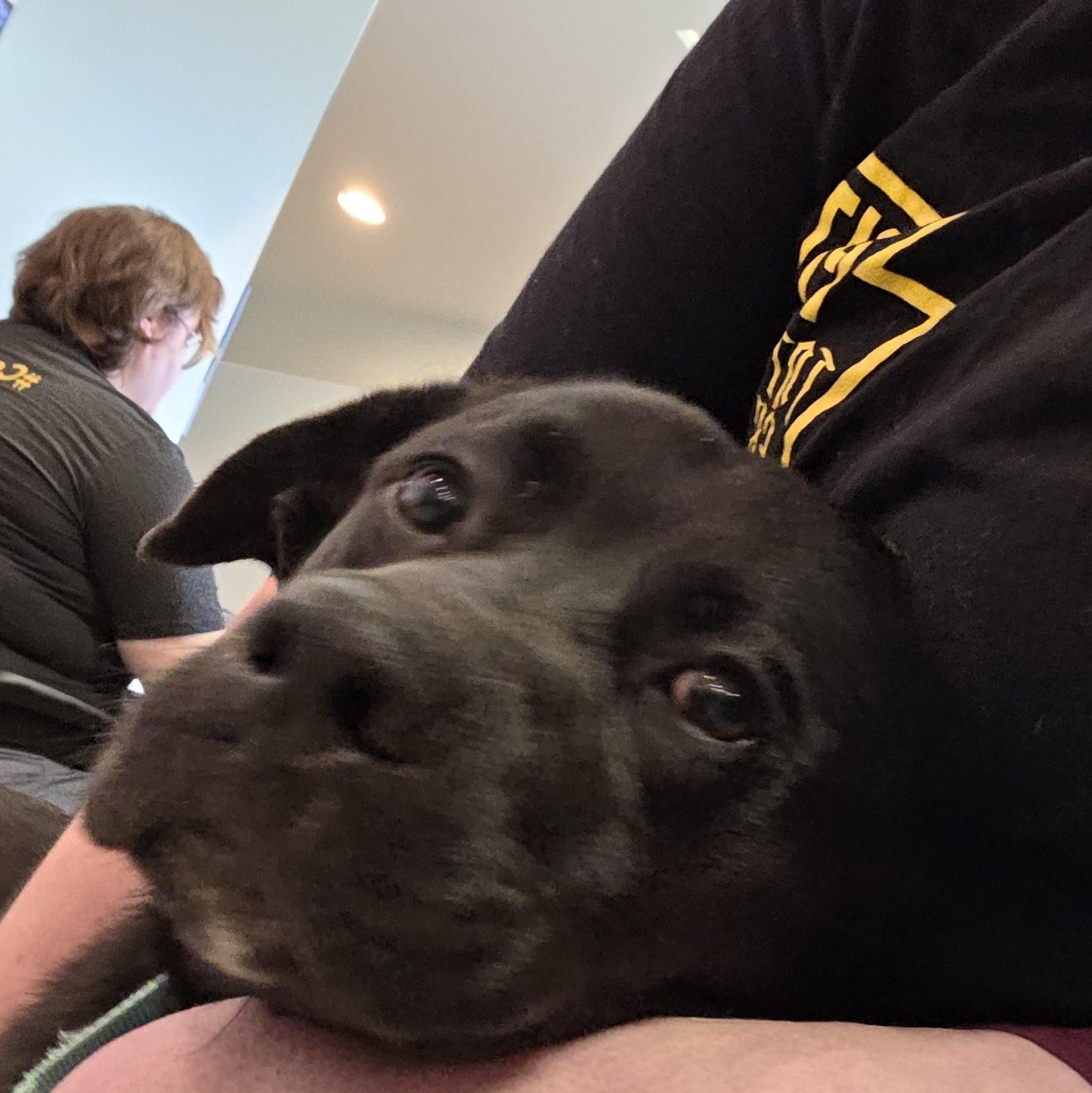 Enlarge Patella, an adopted mixed breed in Renfrew, PA image 4/5