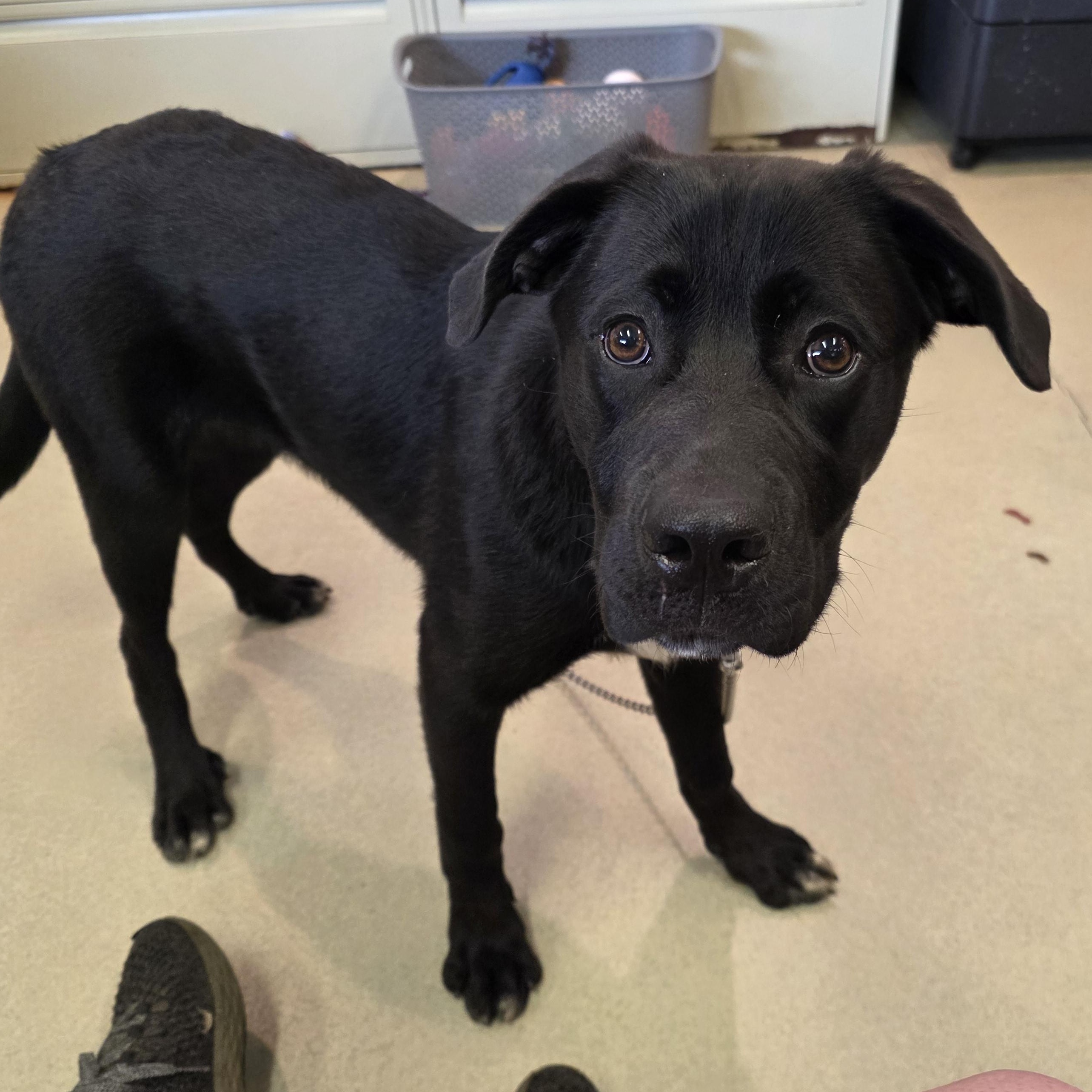 Enlarge Patella, an adopted mixed breed in Renfrew, PA image 2/5