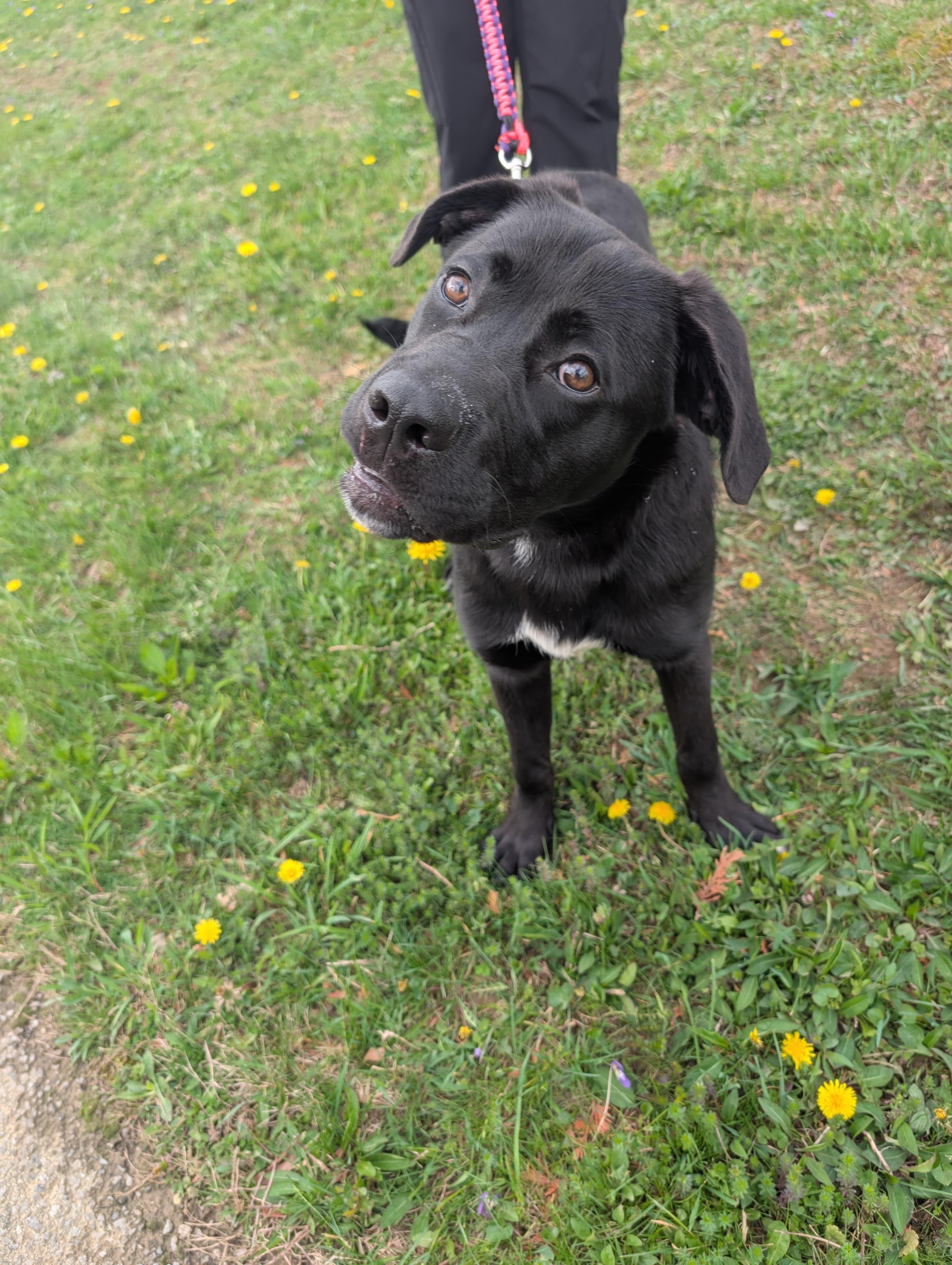 Enlarge Patella, an adopted mixed breed in Renfrew, PA image 5/5