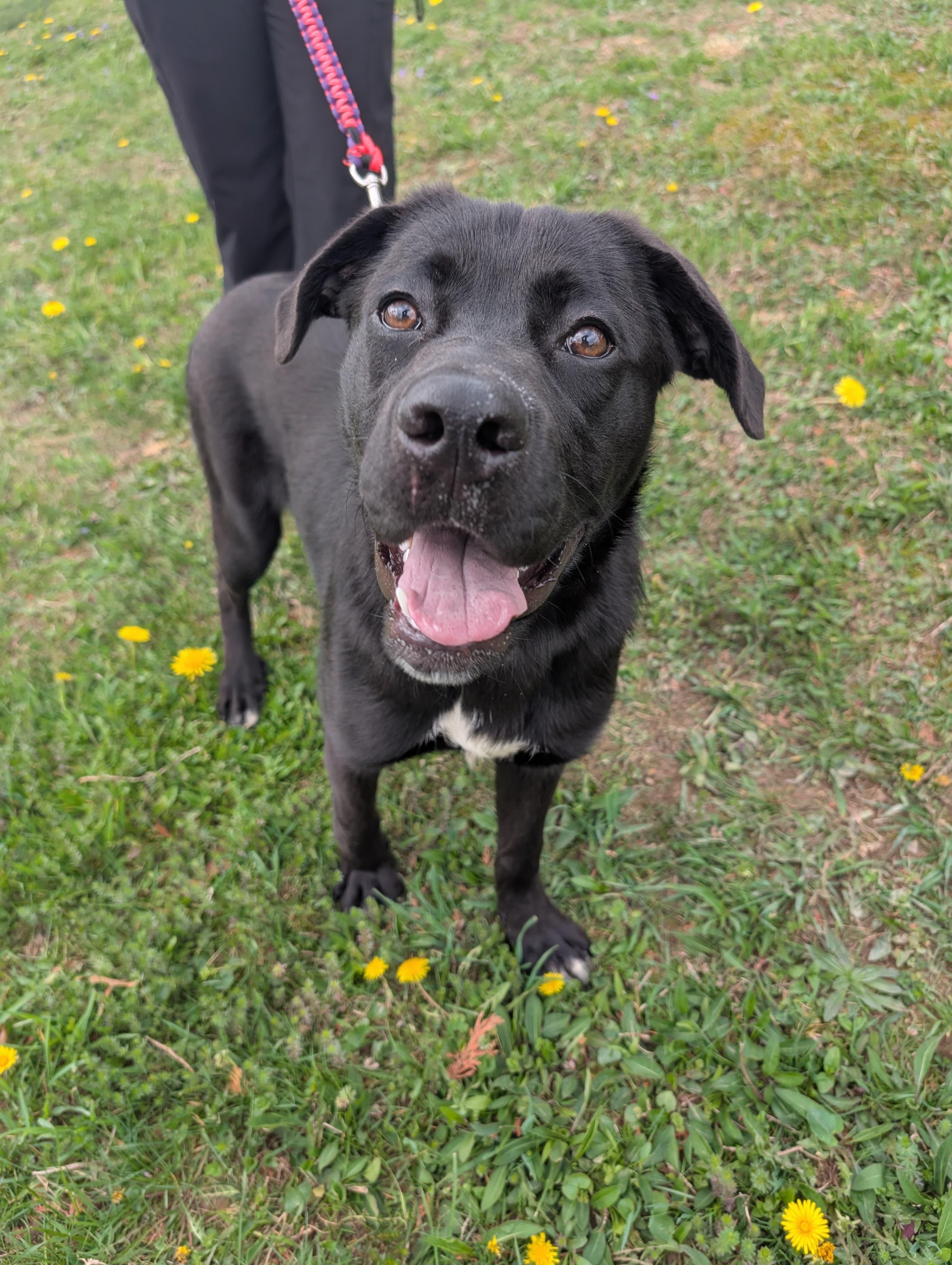 Enlarge Patella, an adopted mixed breed in Renfrew, PA image 1/5