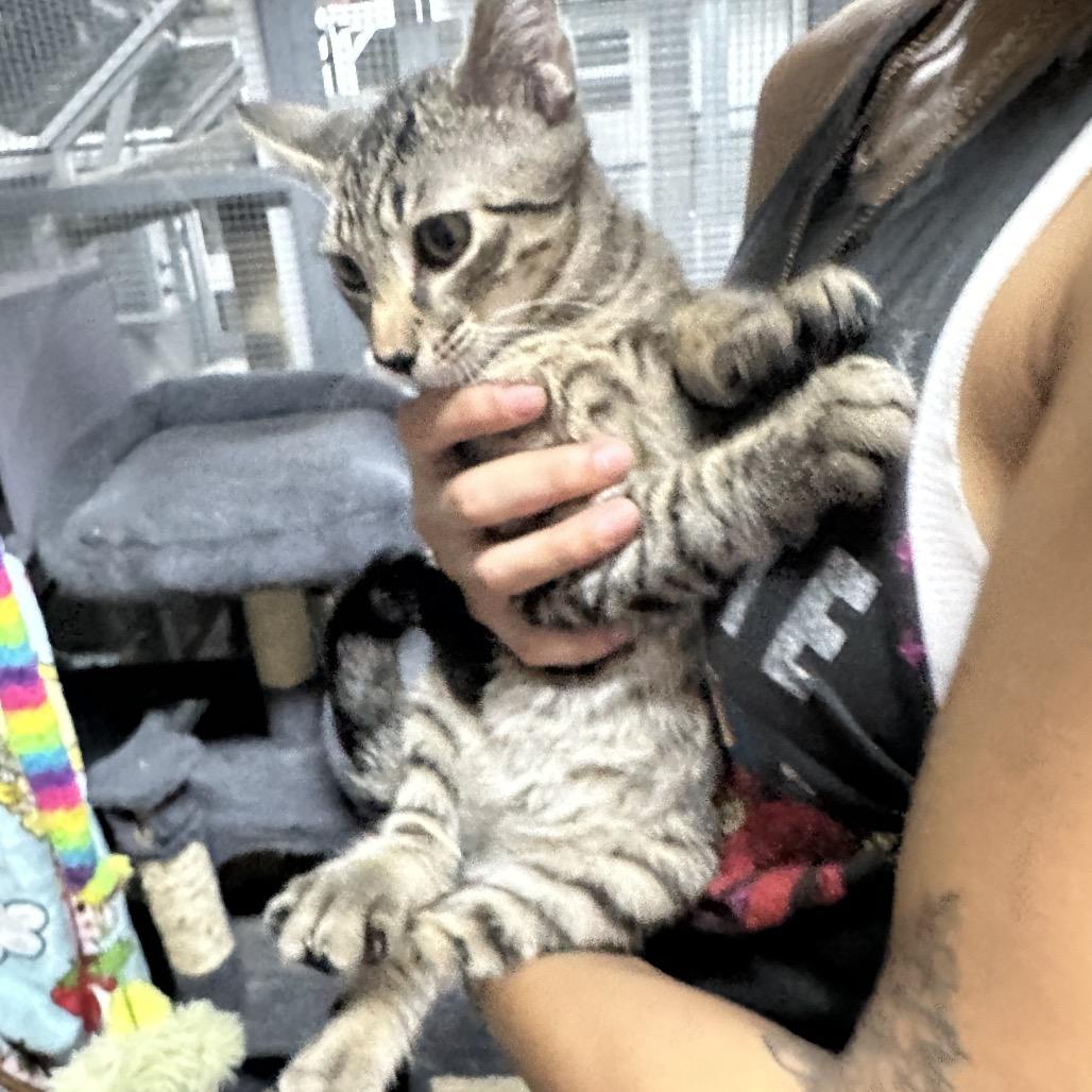 Gandalf, Adoptable, Young Male Domestic Short Hair.