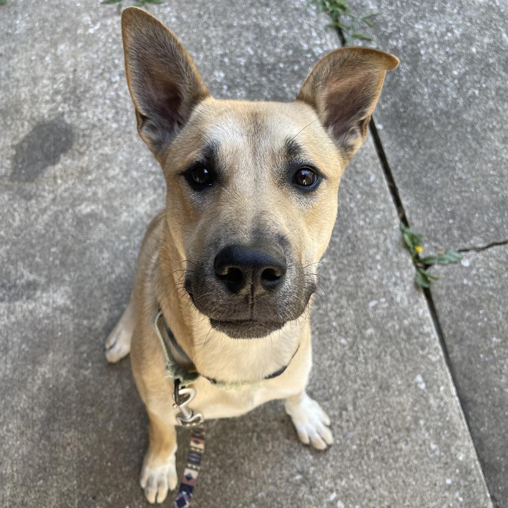 Dacre DIKO, a Adoptable mixed breed in Union, MO image 2/6