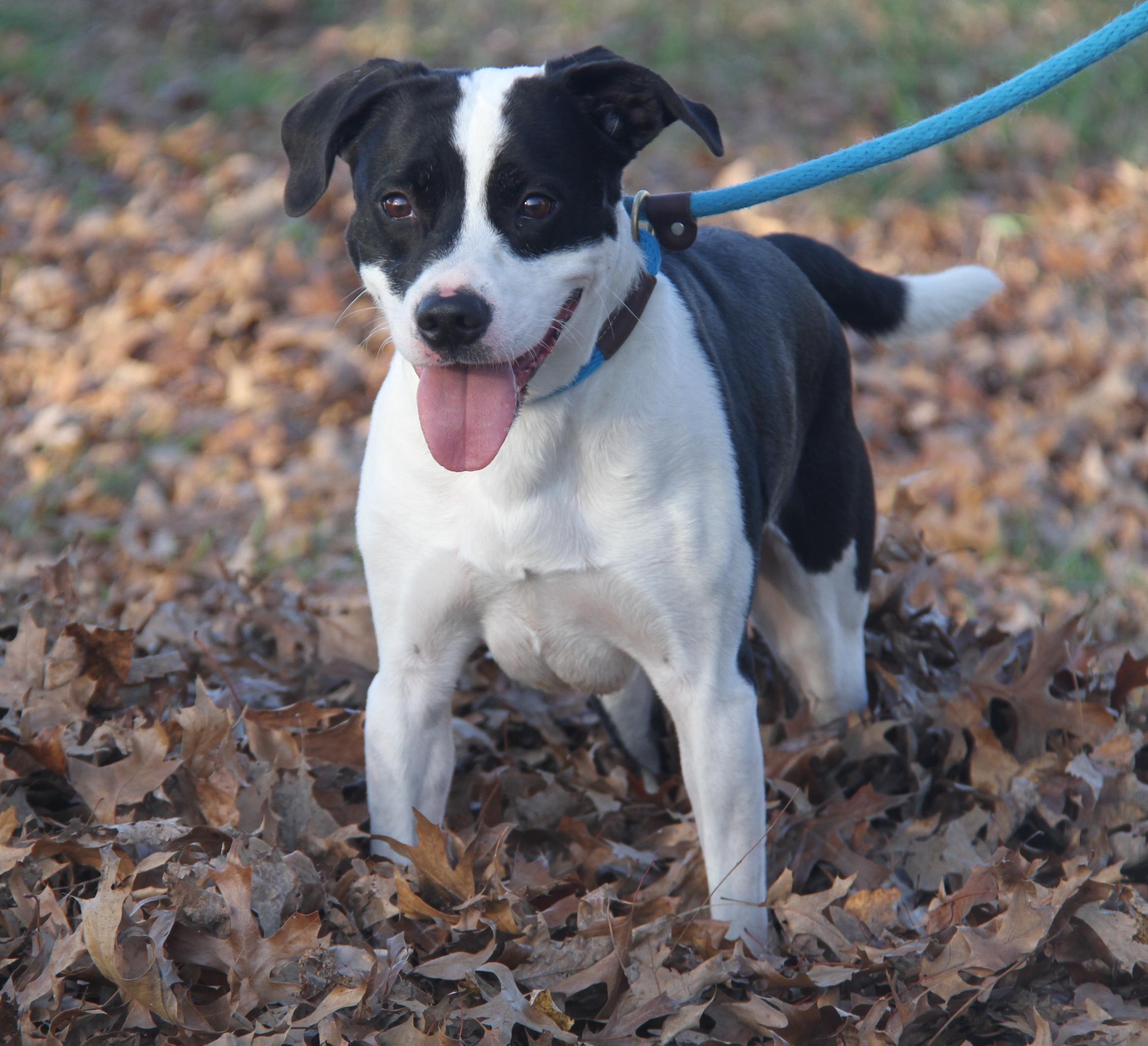 Freddie (Neutered) (Photos 11/13/2025)