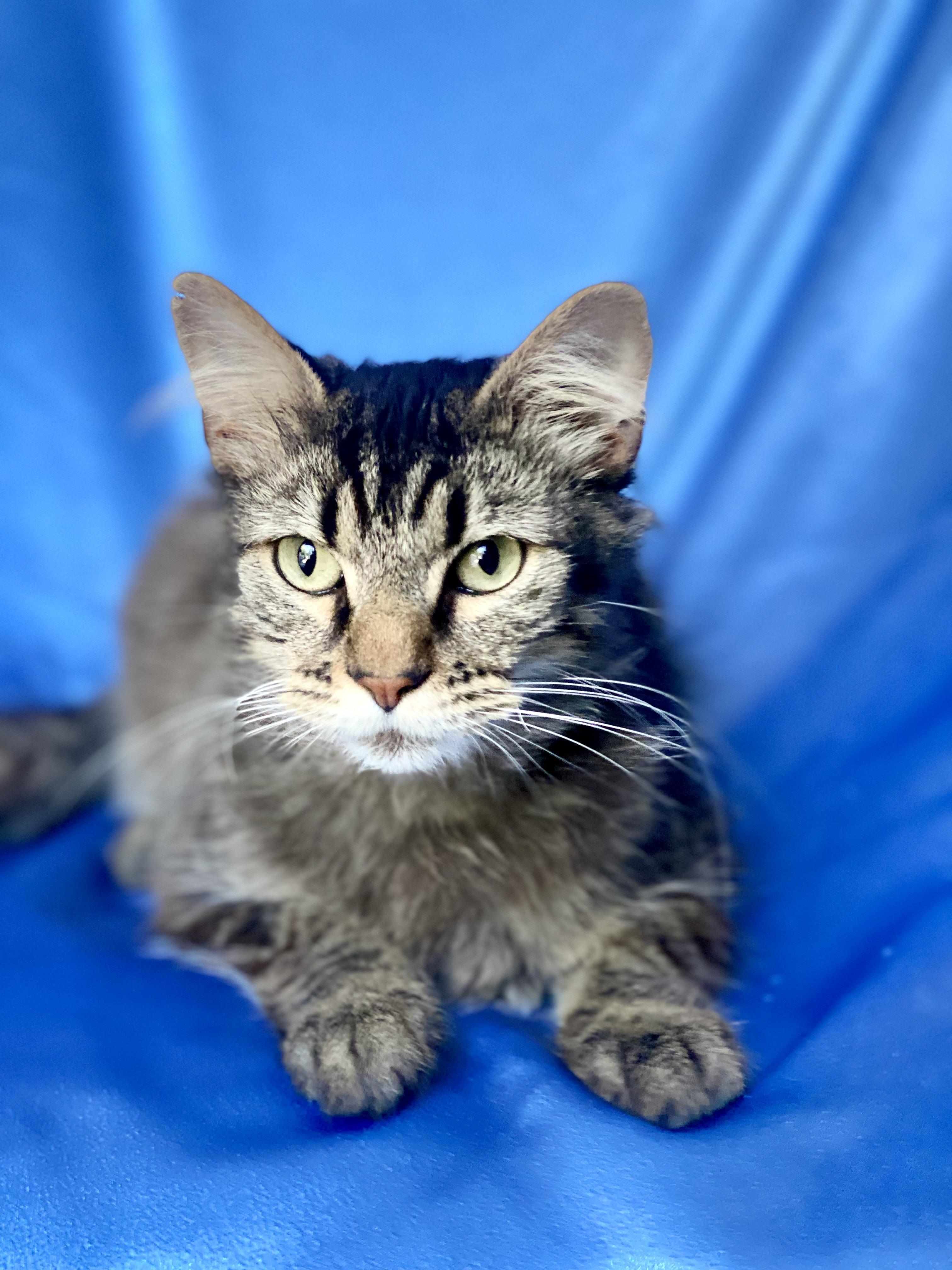 GIZMO, Adoptable, Adult Male Maine Coon & Domestic Medium Hair.