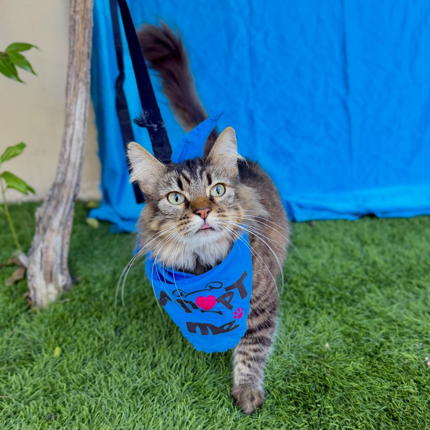 Enlarge GIZMO, a Adoptable mixed breed in Rowland Heights, CA image 3/6