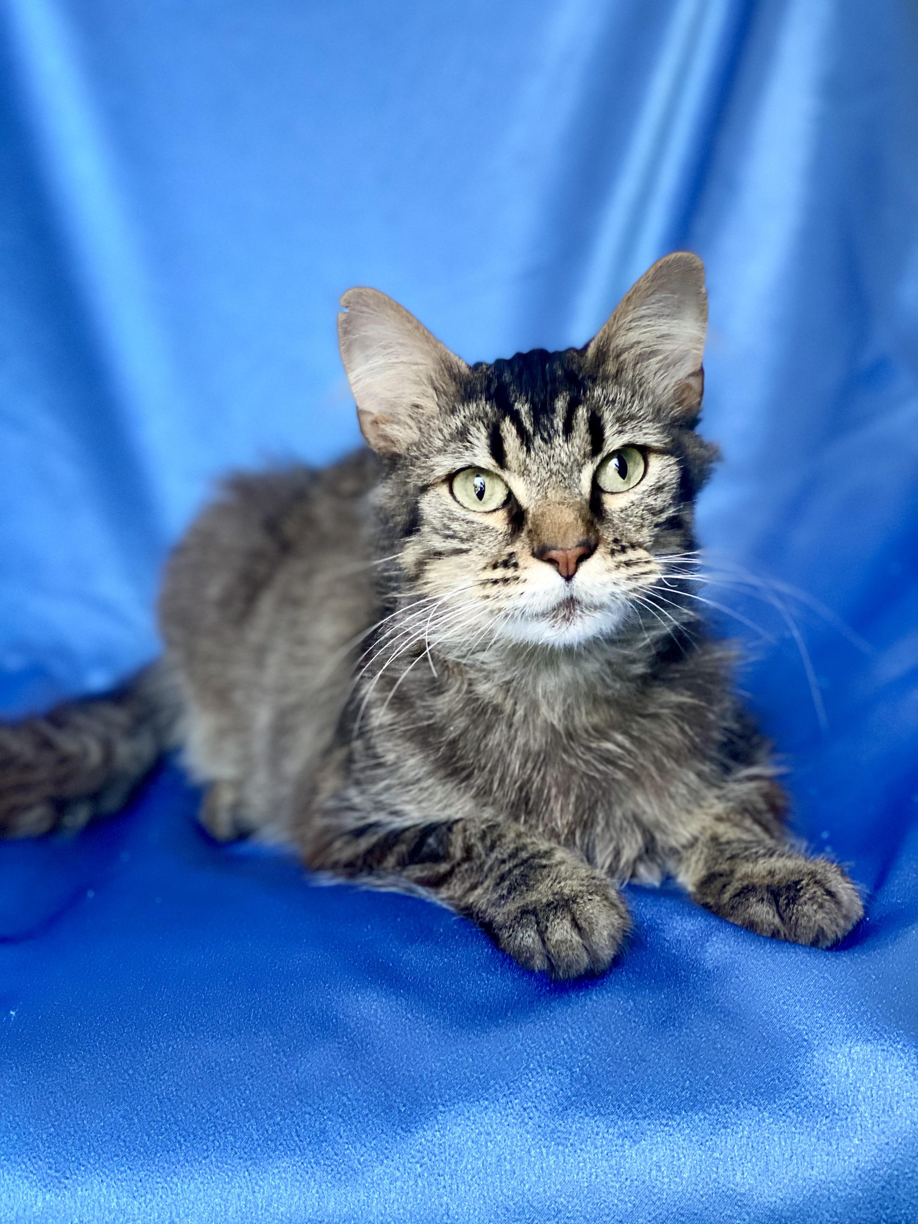 Enlarge GIZMO, a Adoptable mixed breed in Rowland Heights, CA image 4/6