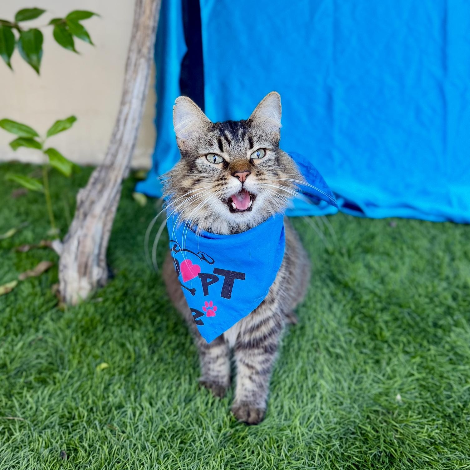 Enlarge GIZMO, a Adoptable mixed breed in Rowland Heights, CA image 2/6