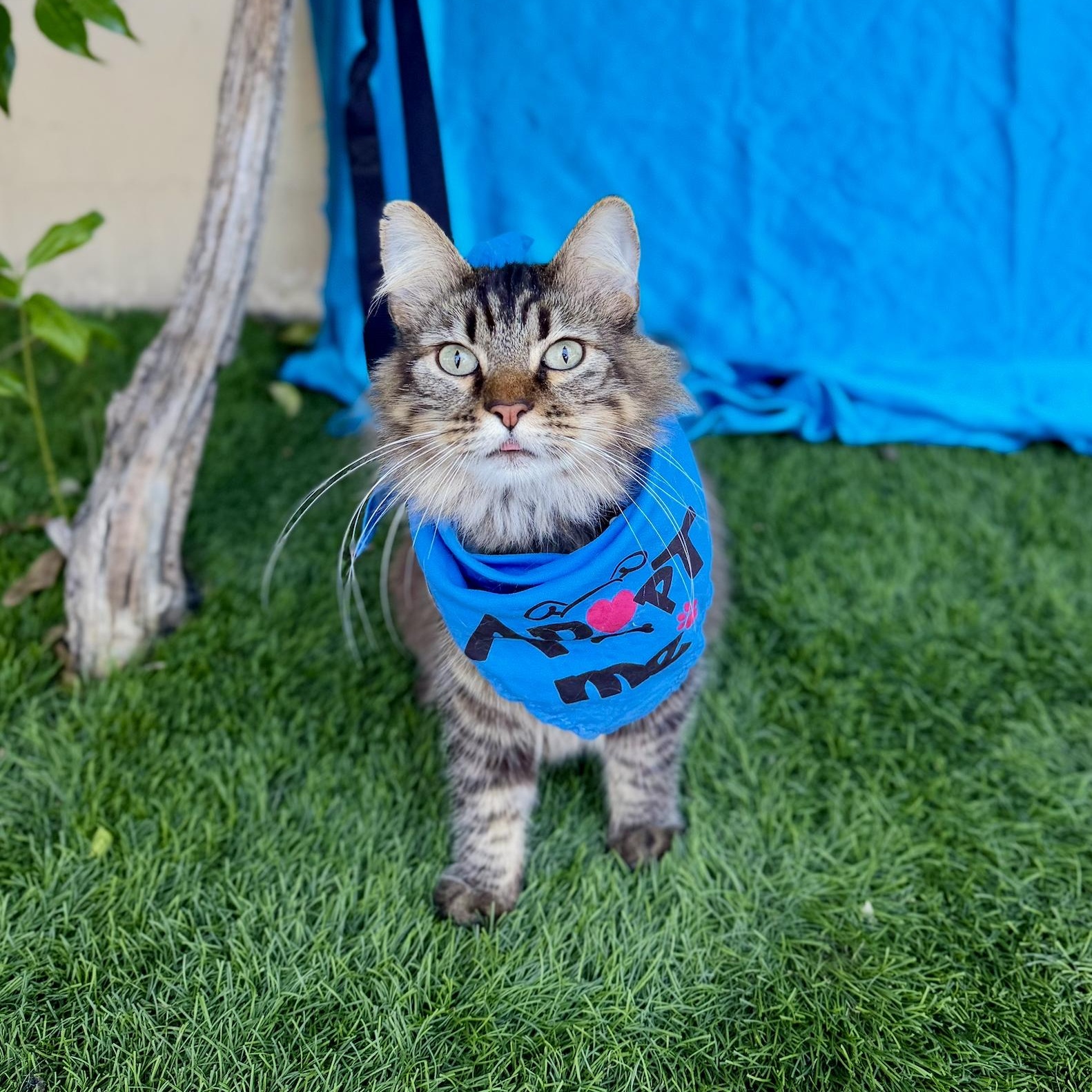 Enlarge GIZMO, a Adoptable mixed breed in Rowland Heights, CA image 6/6