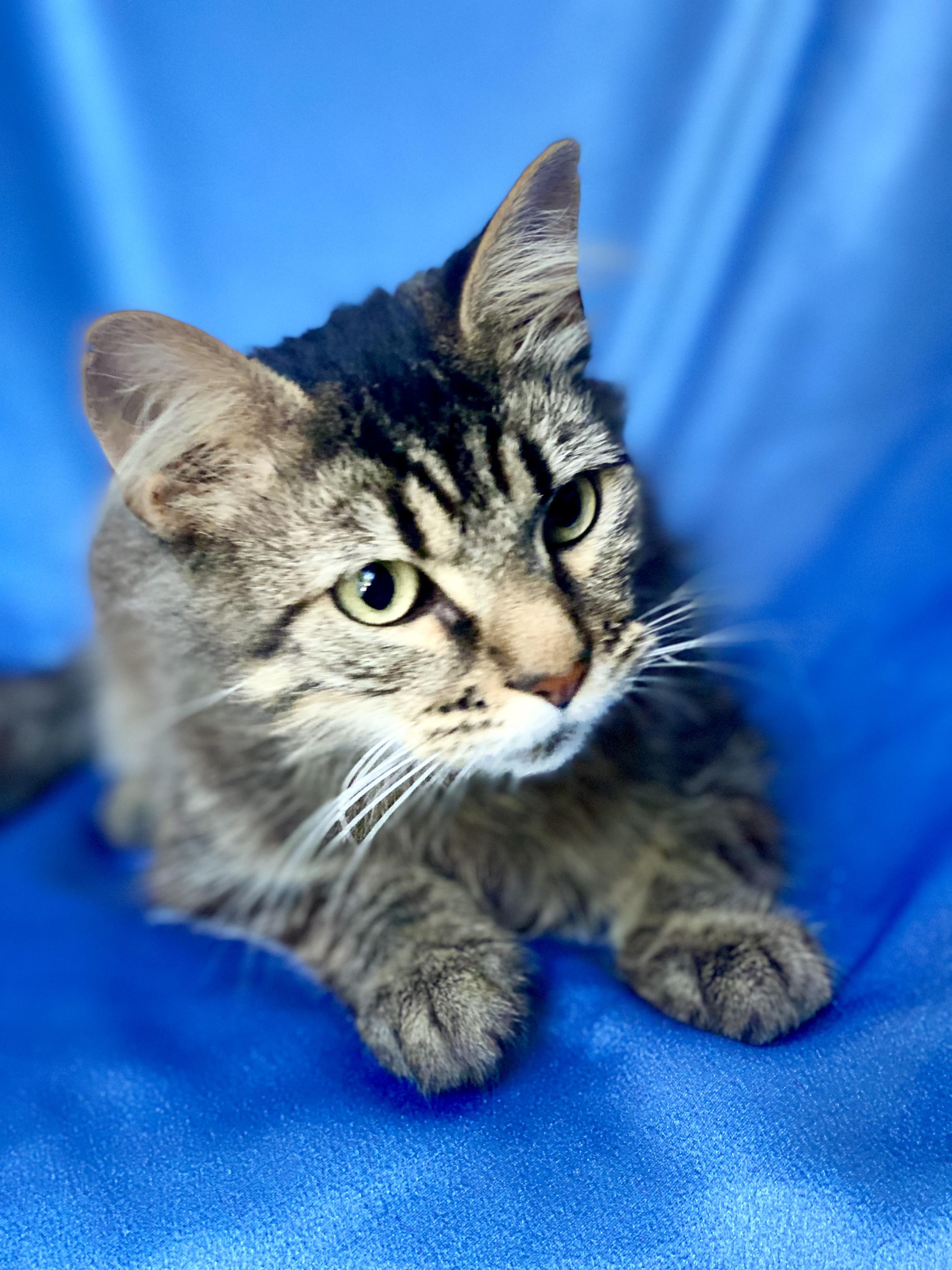 Enlarge GIZMO, a Adoptable mixed breed in Rowland Heights, CA image 5/6