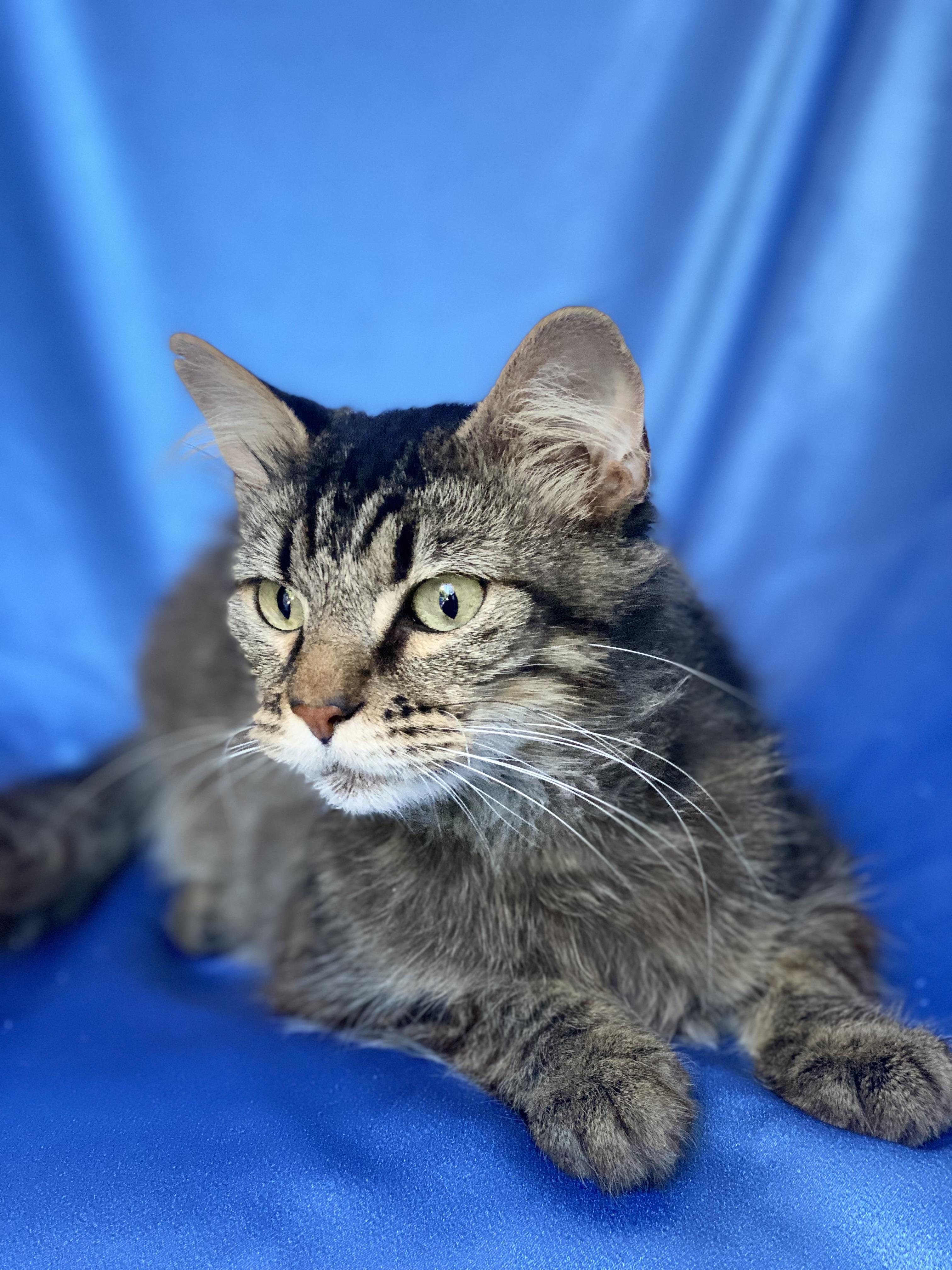 Enlarge GIZMO, a Adoptable mixed breed in Rowland Heights, CA image 6/6