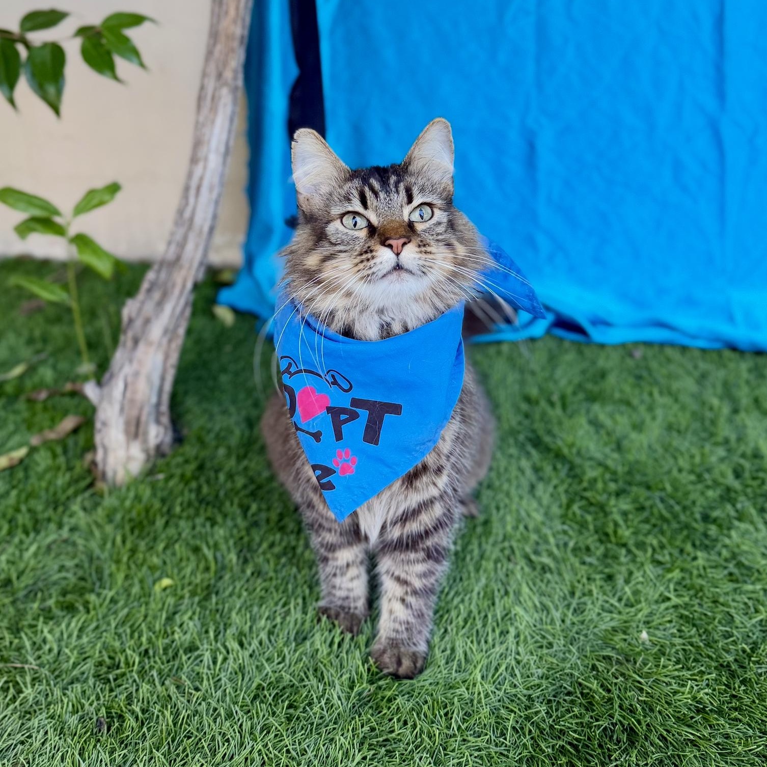 Enlarge GIZMO, a Adoptable mixed breed in Rowland Heights, CA image 5/6