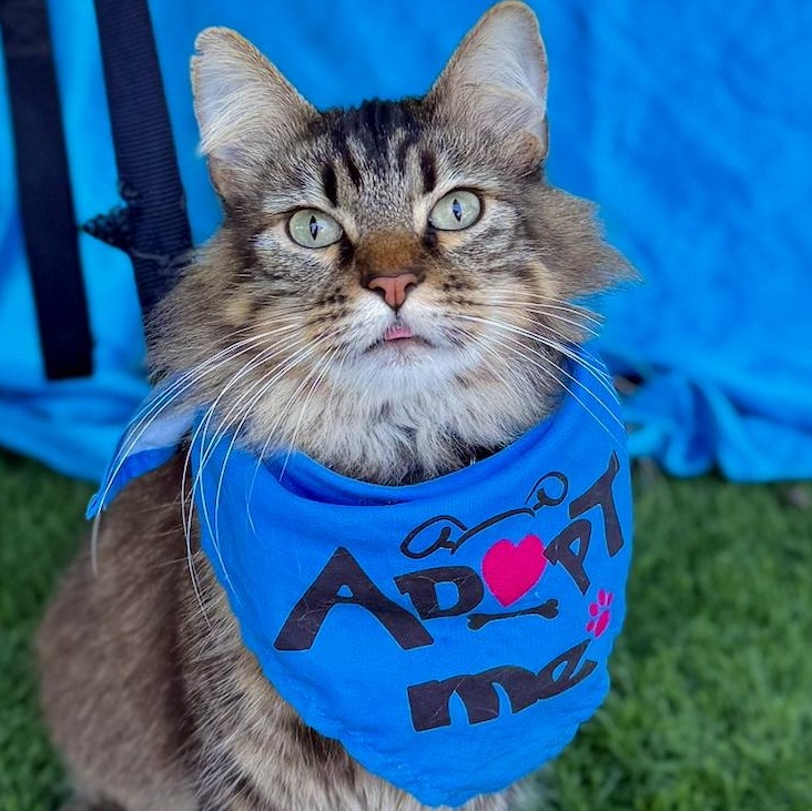 Enlarge GIZMO, a Adoptable mixed breed in Rowland Heights, CA image 1/6