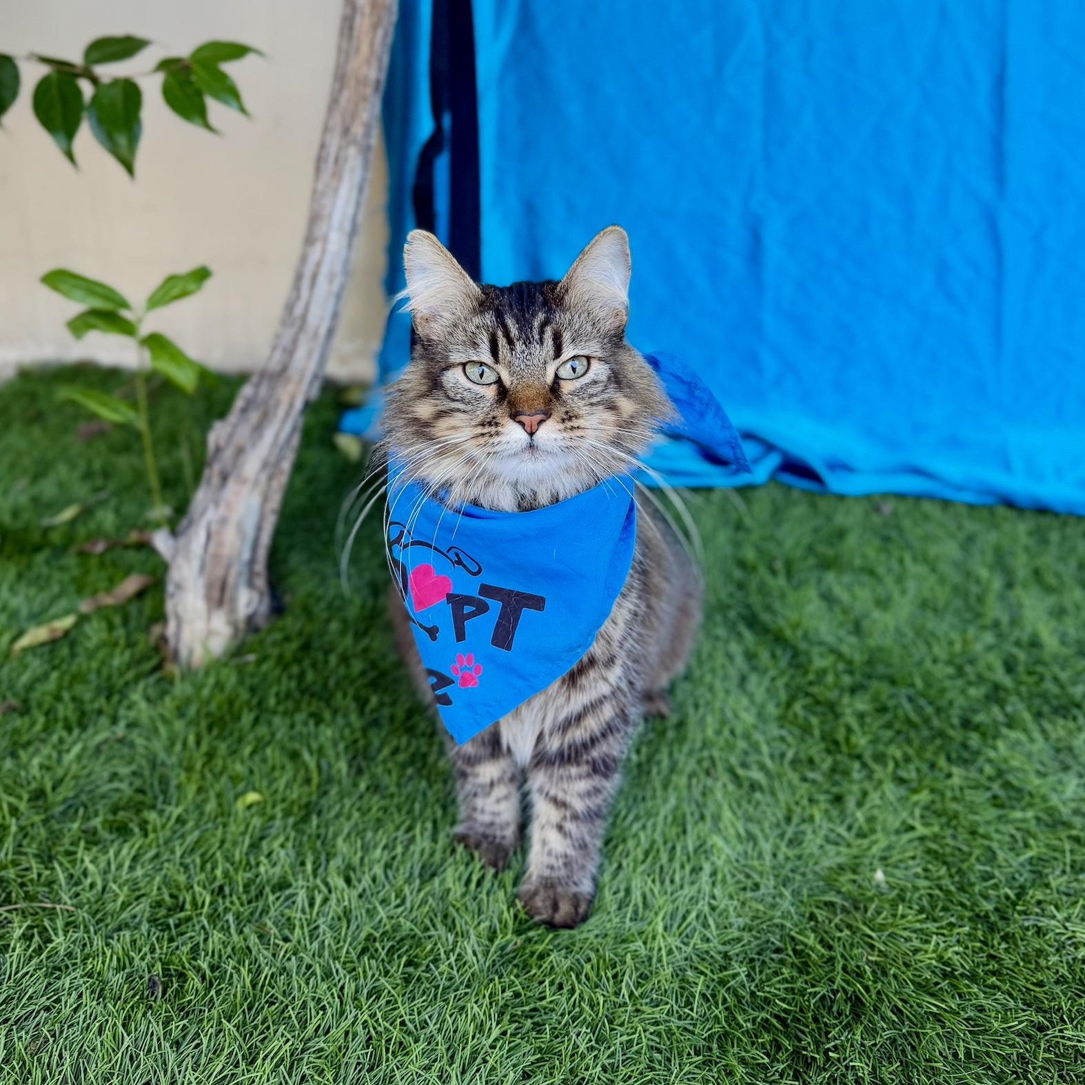 Enlarge GIZMO, a Adoptable mixed breed in Rowland Heights, CA image 4/6