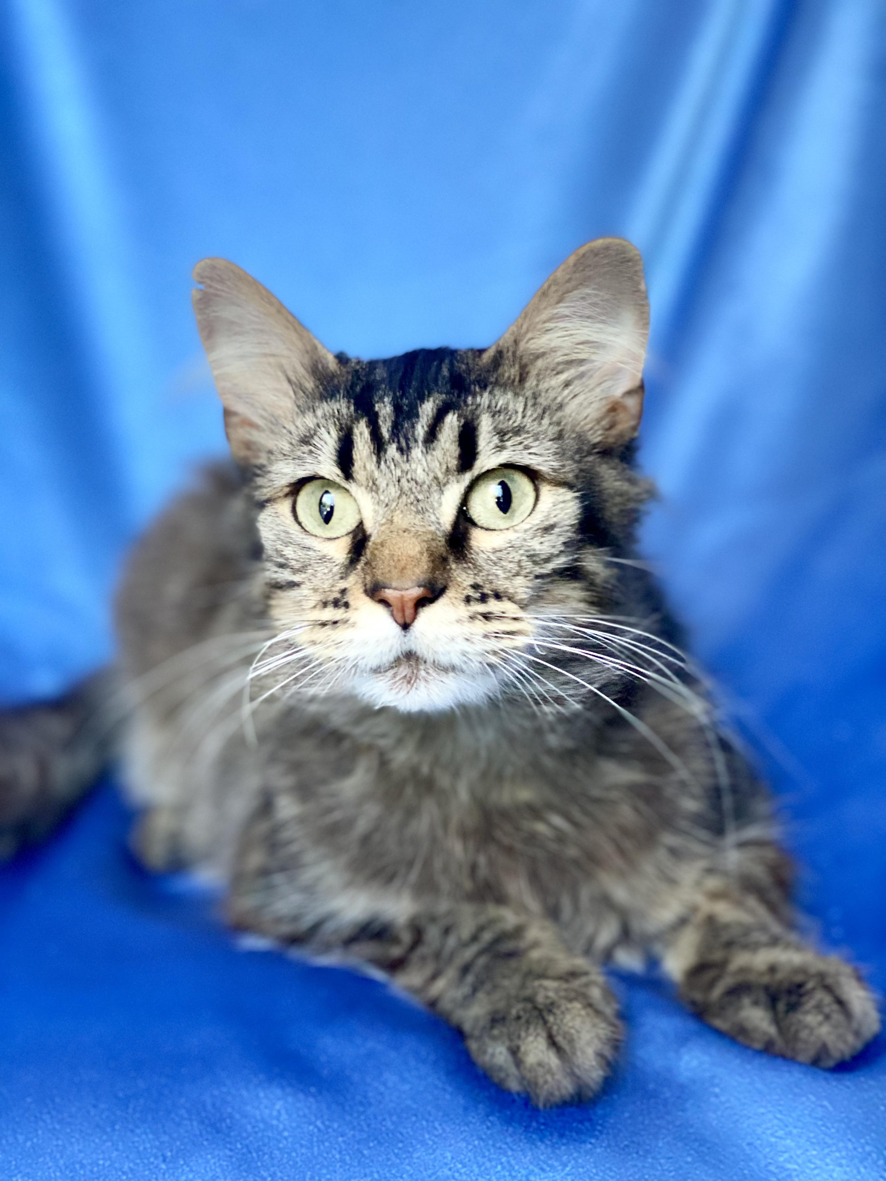 Enlarge GIZMO, a Adoptable mixed breed in Rowland Heights, CA image 3/6