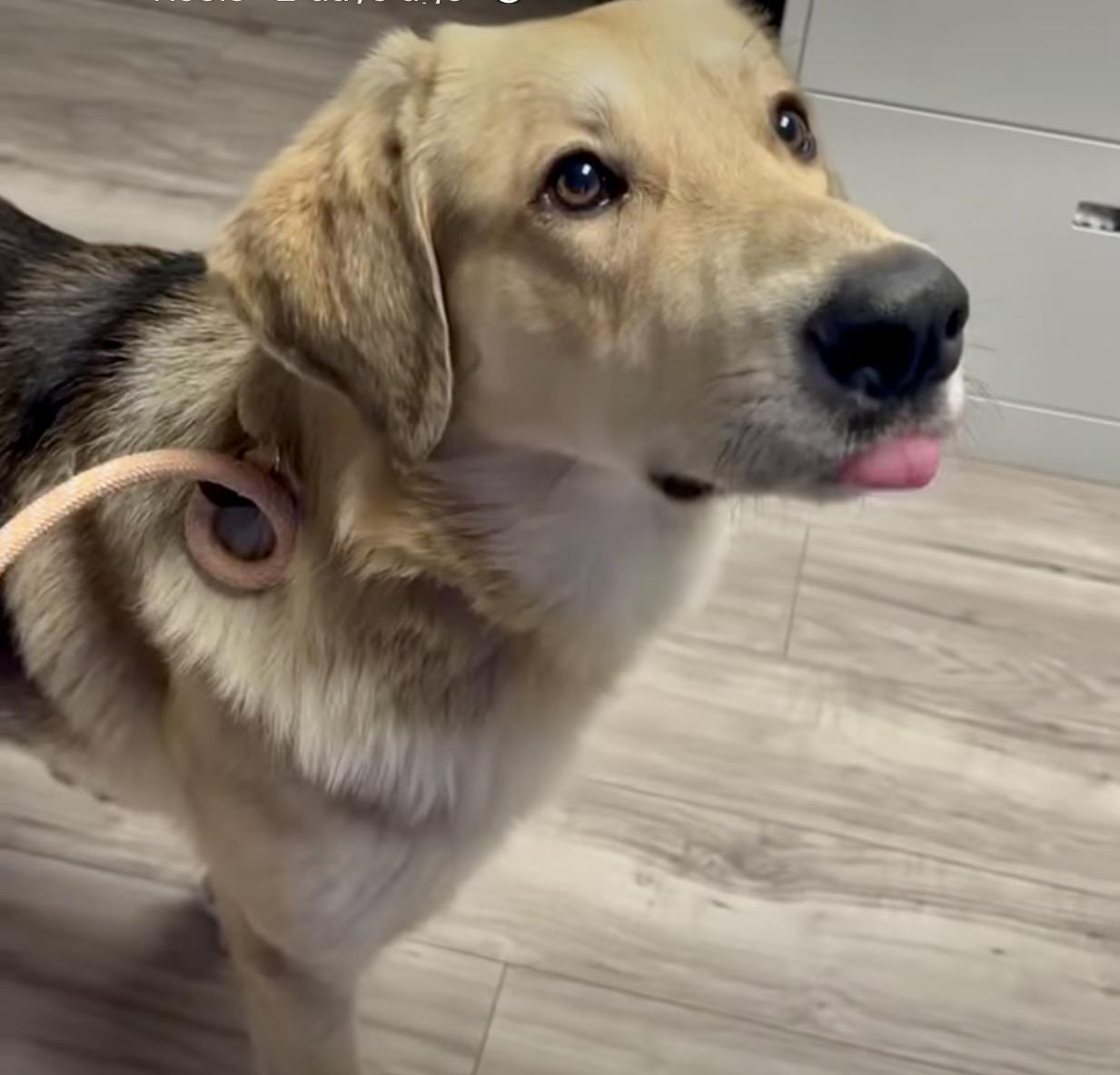 Jack, an adopted mixed breed in New Rochelle, NY image 2/6