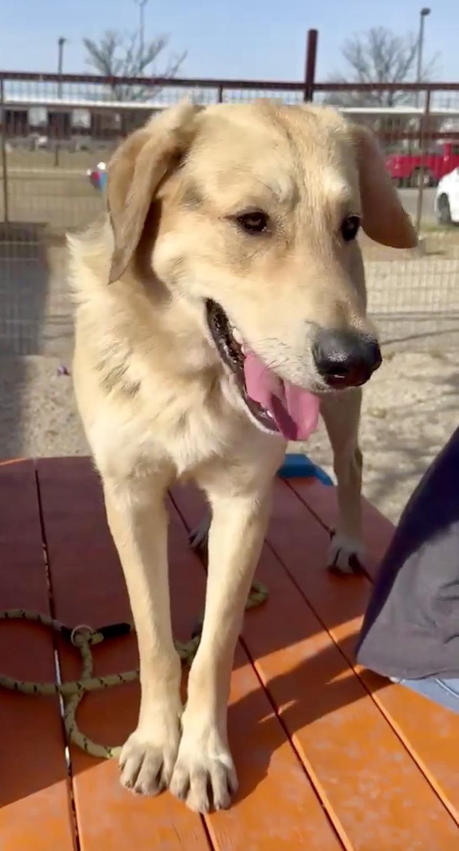 Jack, an adopted mixed breed in New Rochelle, NY image 4/6