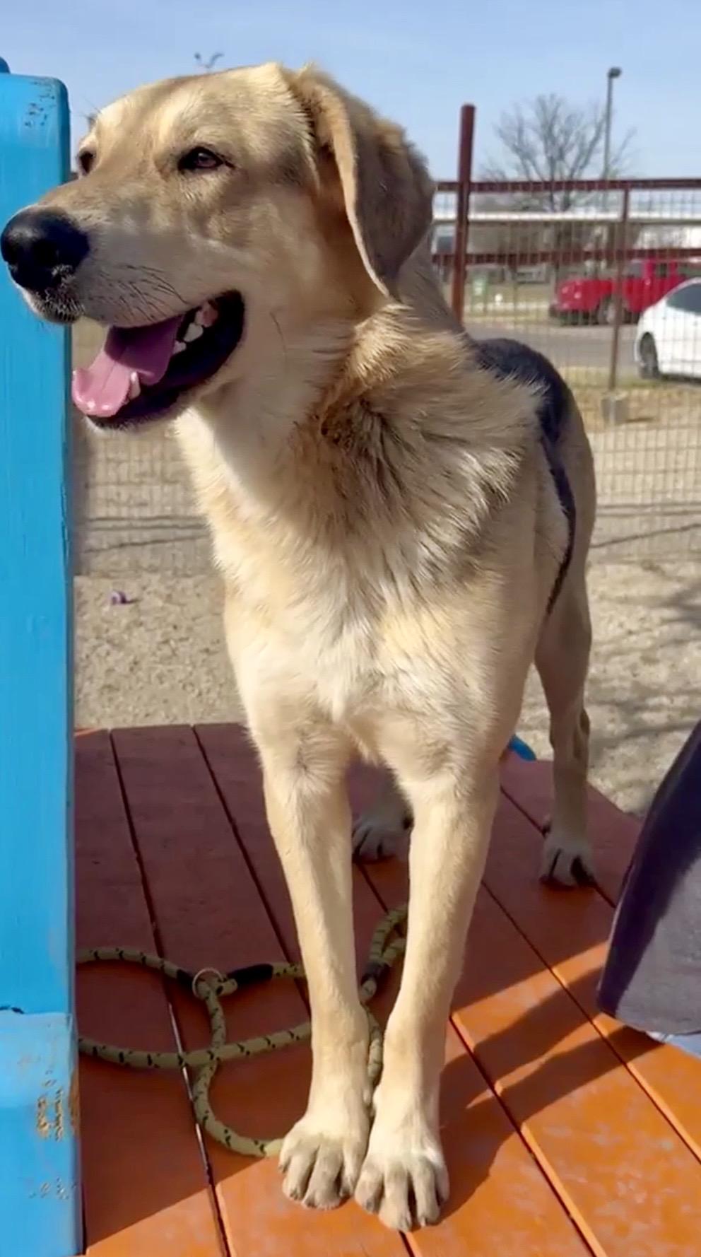 Jack, adopted, Young Male German Shepherd Dog & Golden Retriever.
