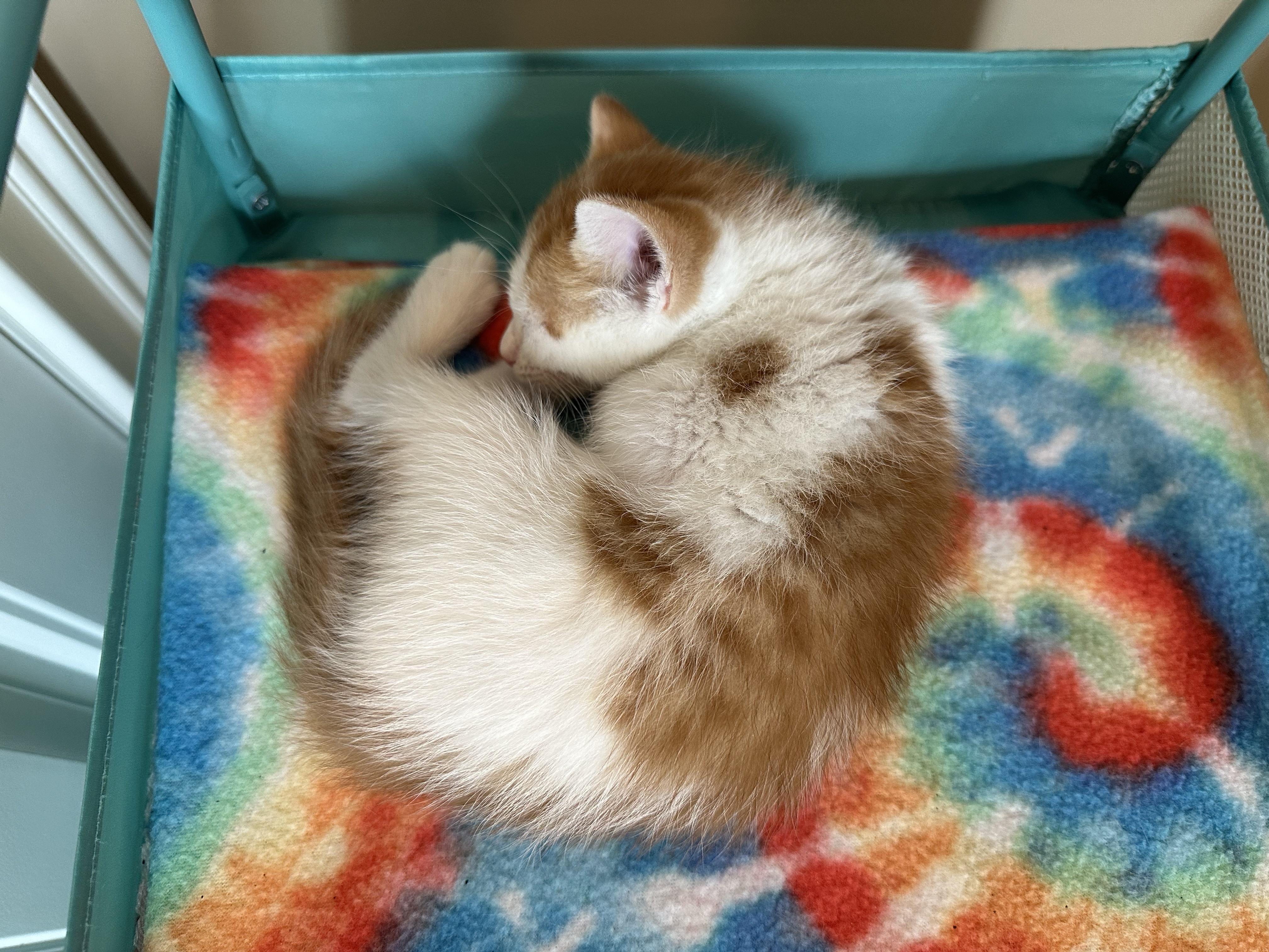 Enlarge FRITO & PRINGLE, an adoptable Domestic Short Hair in Warwick , RI image 4/6