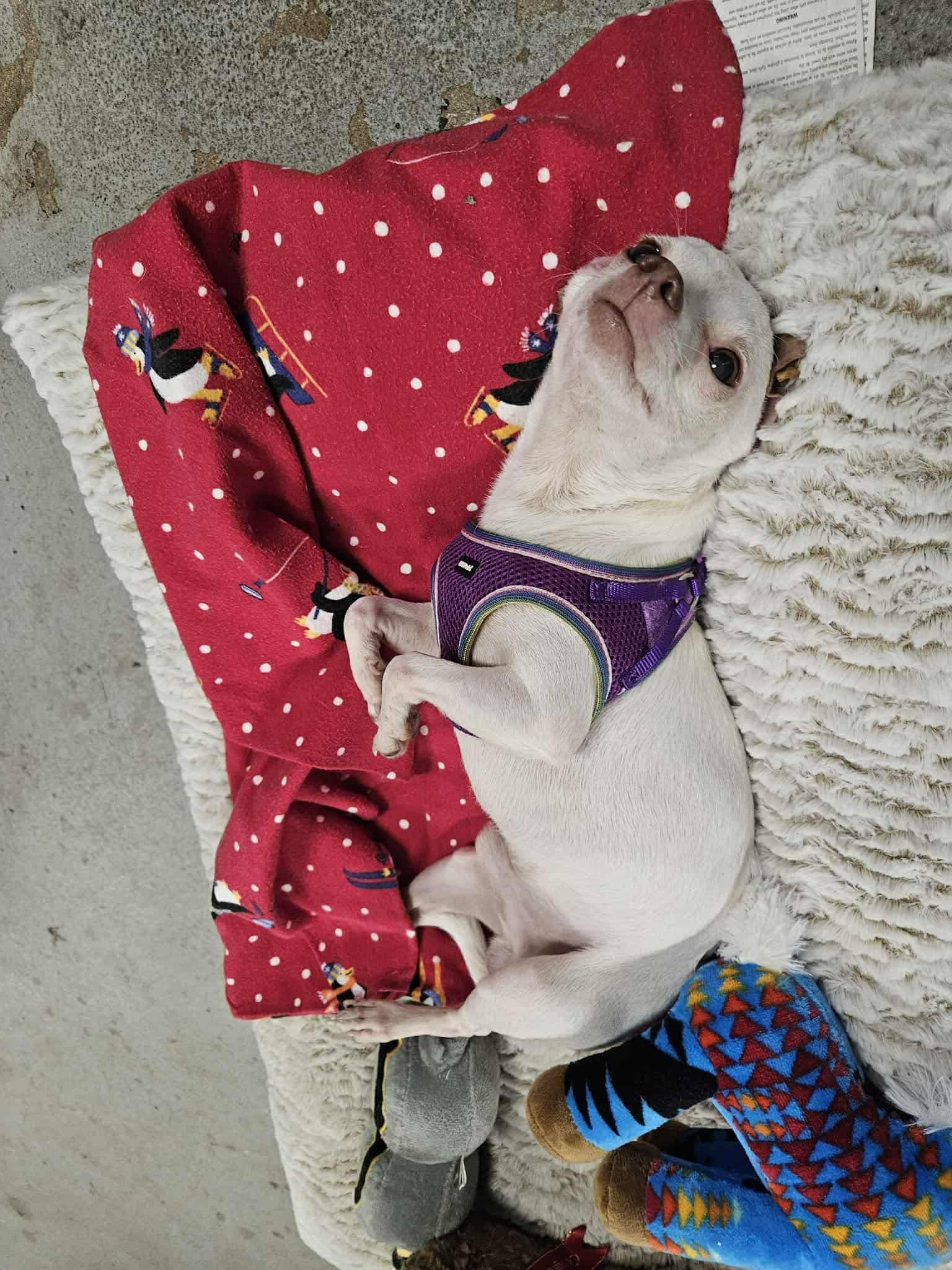 Olaf, ADOPTABLE, Puppy Male Chihuahua.