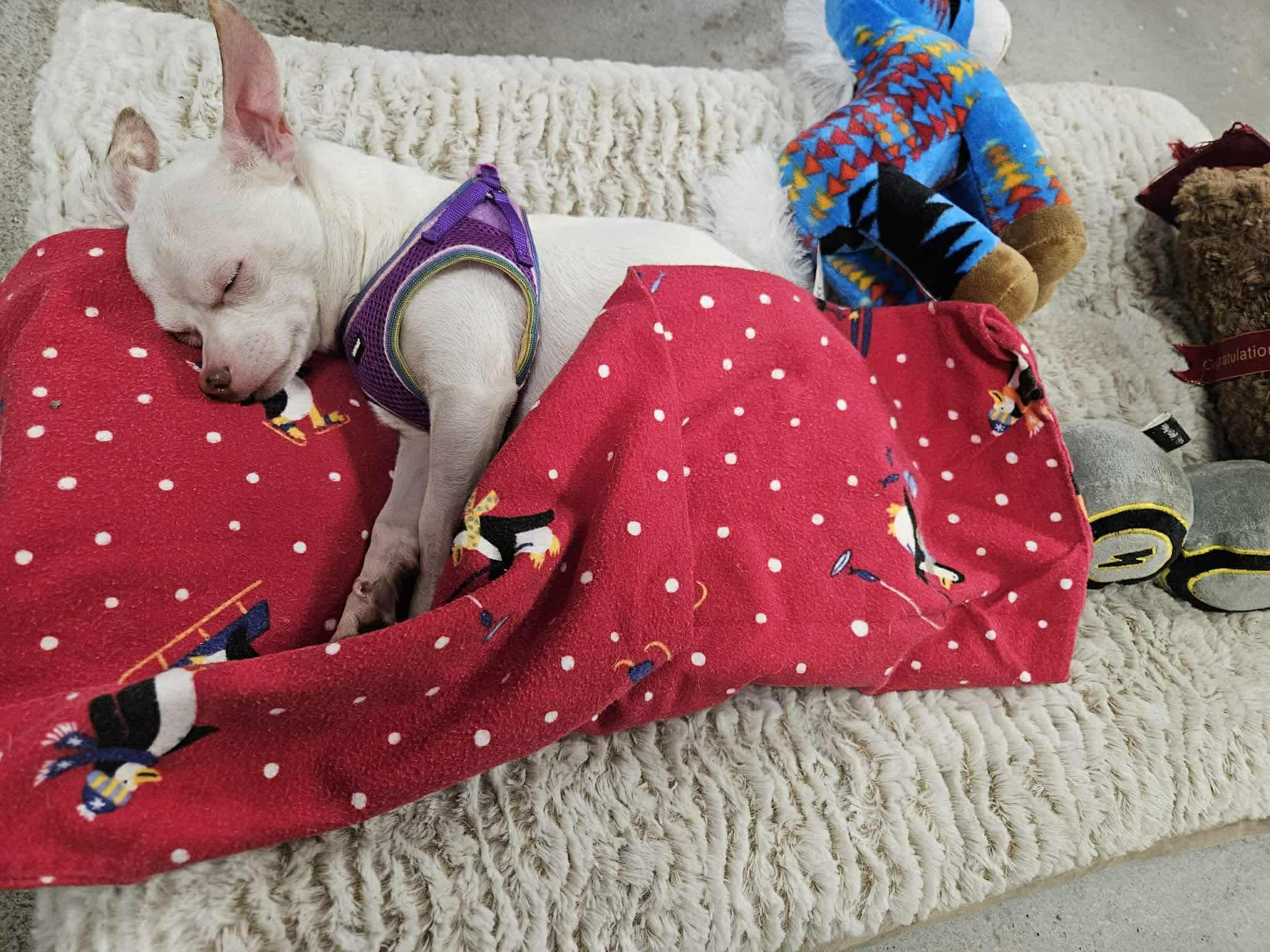 Enlarge Olaf, a ADOPTABLE Chihuahua in Tuttle, OK image 2/3