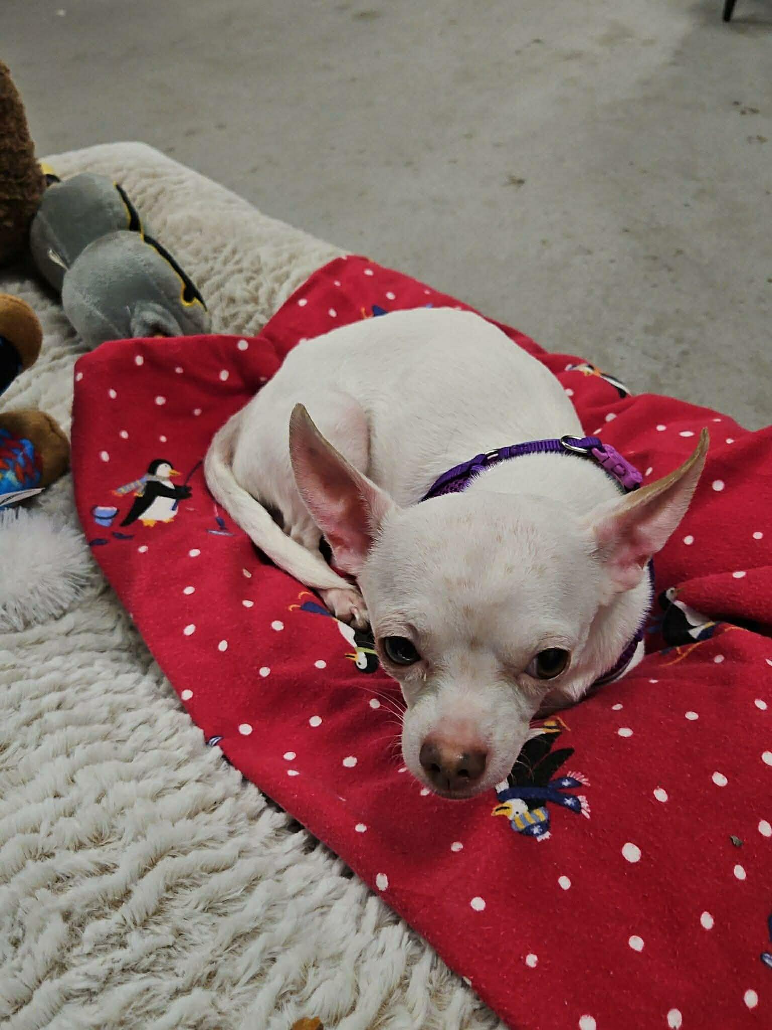 Enlarge Olaf, a ADOPTABLE Chihuahua in Tuttle, OK image 3/3