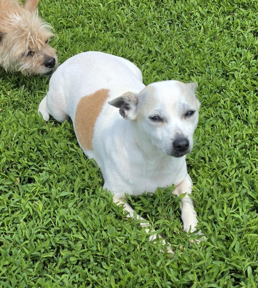 Ashley, a ADOPTABLE mixed breed in Terre Haute, IN image 1/5
