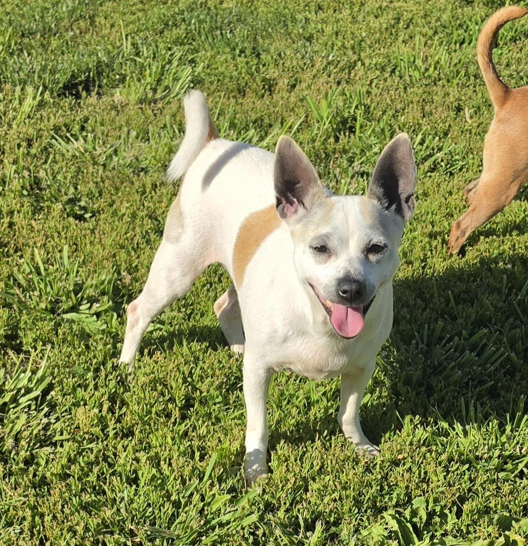 Ashley, a ADOPTABLE mixed breed in Terre Haute, IN image 5/5