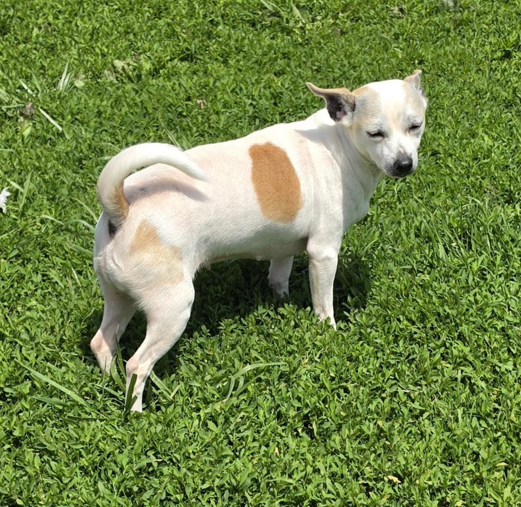 Ashley, a ADOPTABLE mixed breed in Terre Haute, IN image 3/5