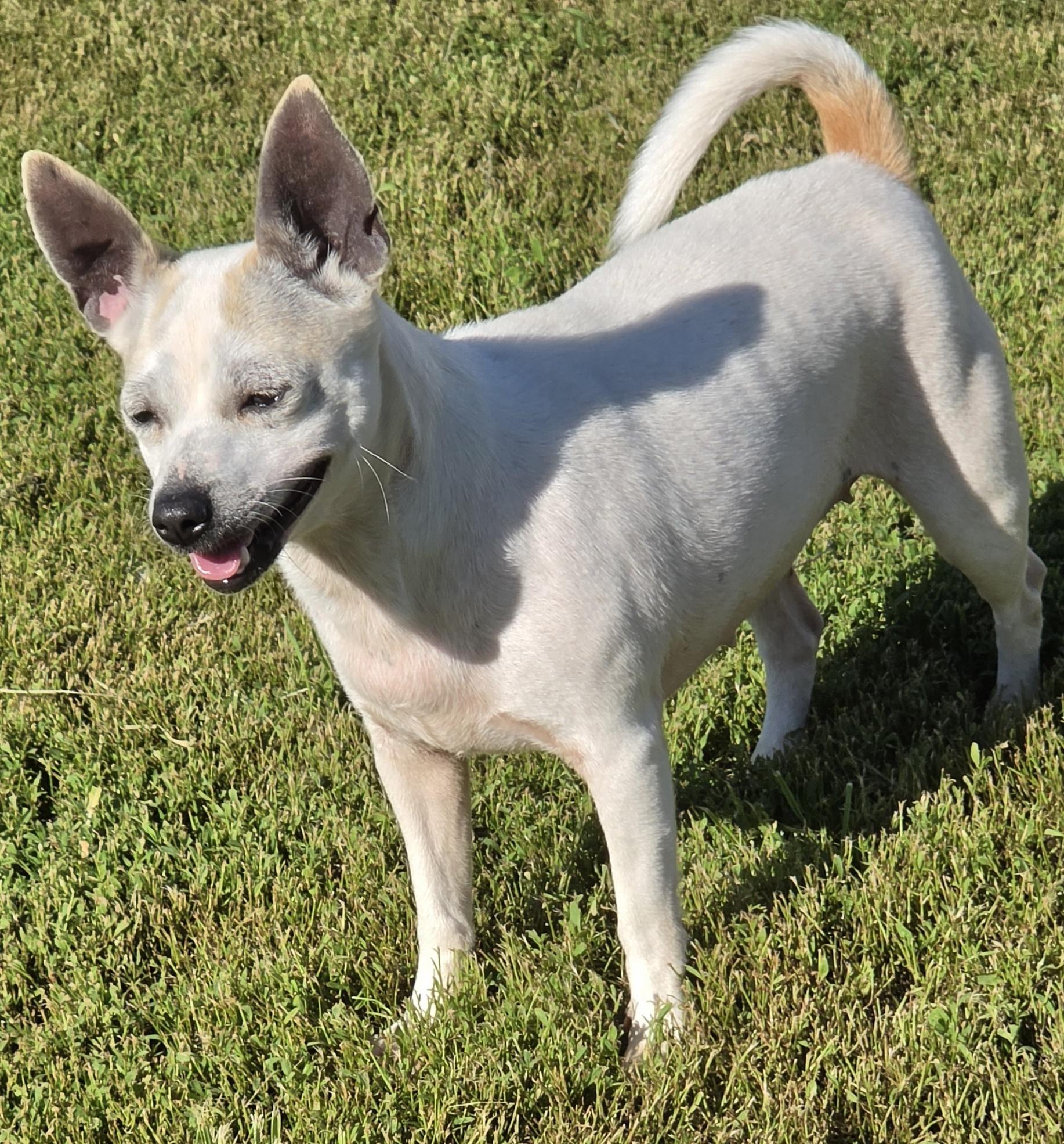 Ashley, a ADOPTABLE mixed breed in Terre Haute, IN image 4/5