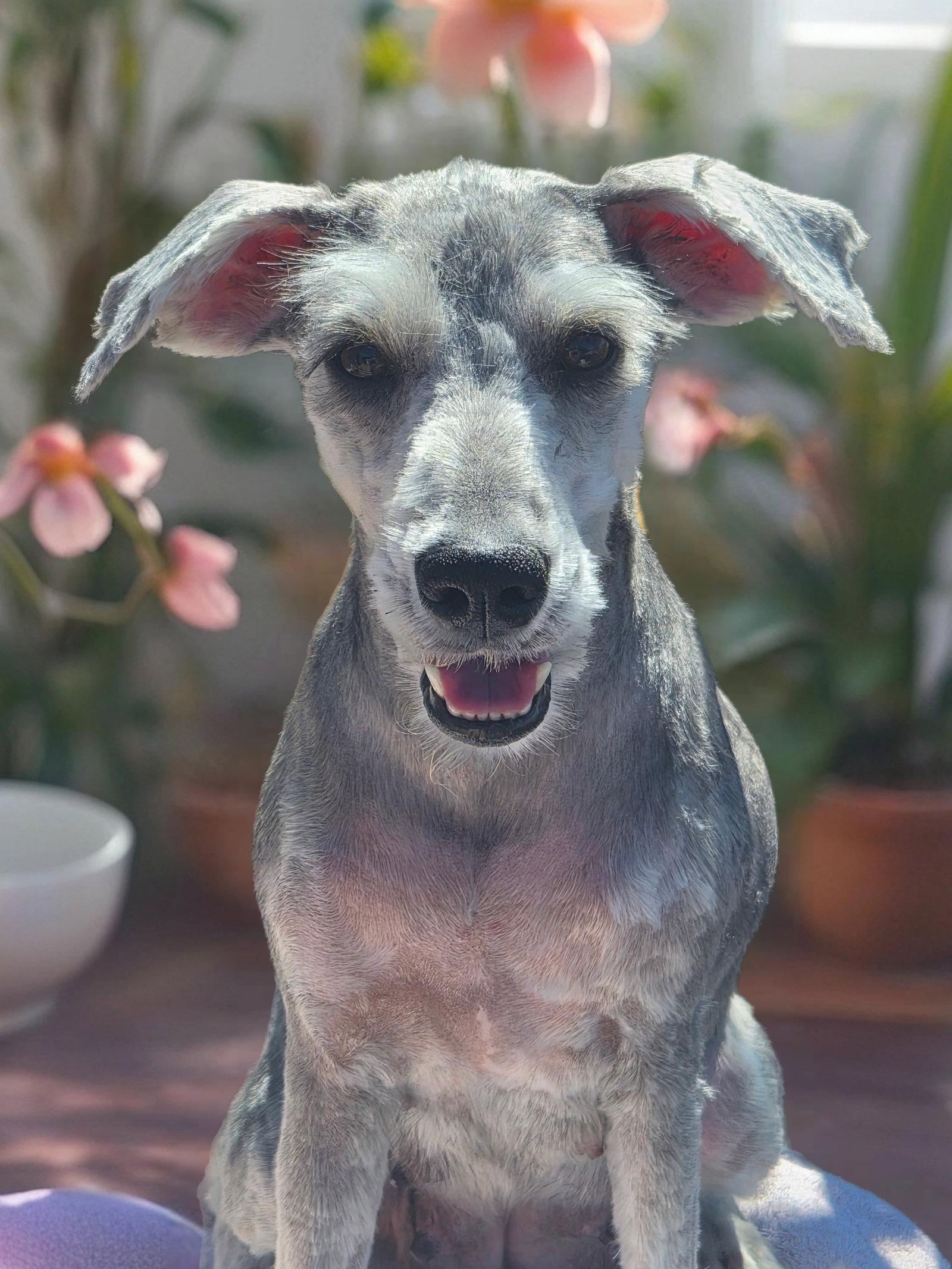 Moxie, Adoptable, Adult Female Schnauzer.