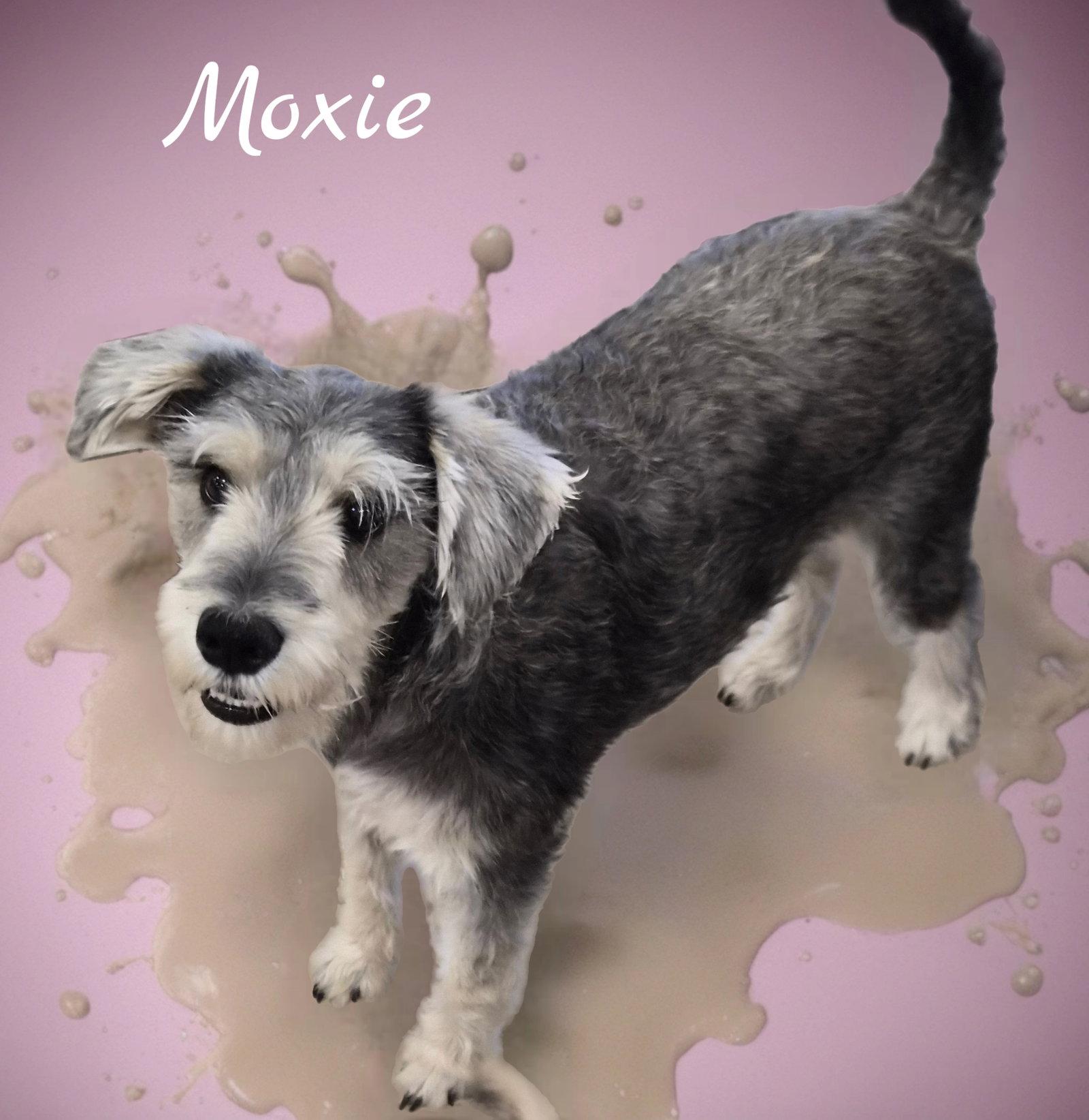 Enlarge Moxie, a Adoptable Schnauzer in Phelan, CA image 2/2